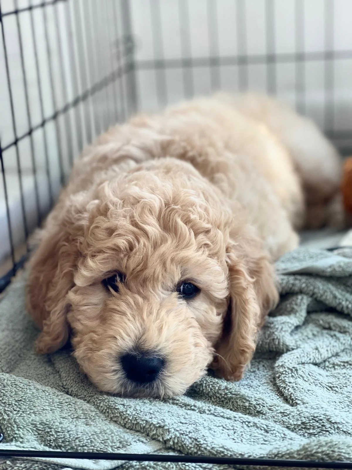 Life After Pickup: Updates from Our Families