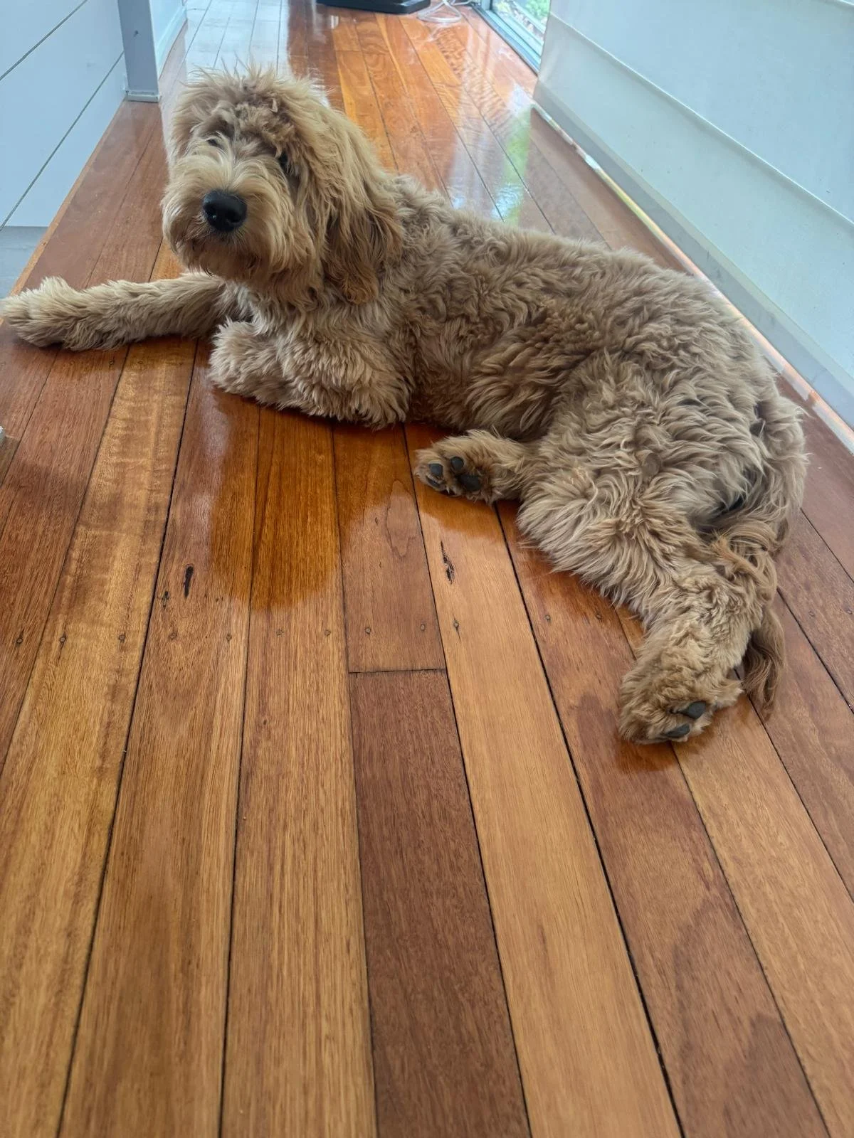 Meadow, a Golden Groodle puppy from our Melbourne litter, who looks exactly like her mother Remi and has a calm teddy bear temperament