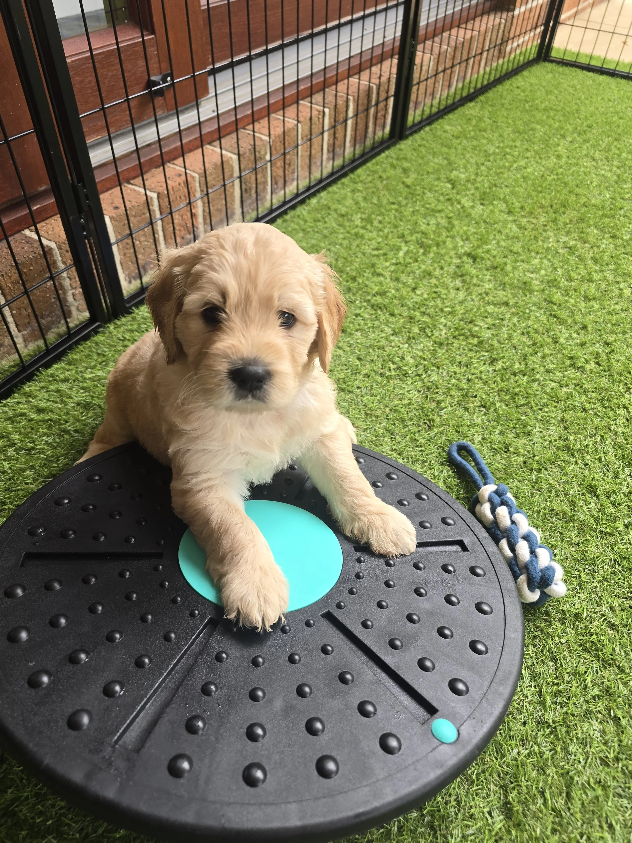 Sunny_8_week_old_groodle_puppy_playtime.jpg