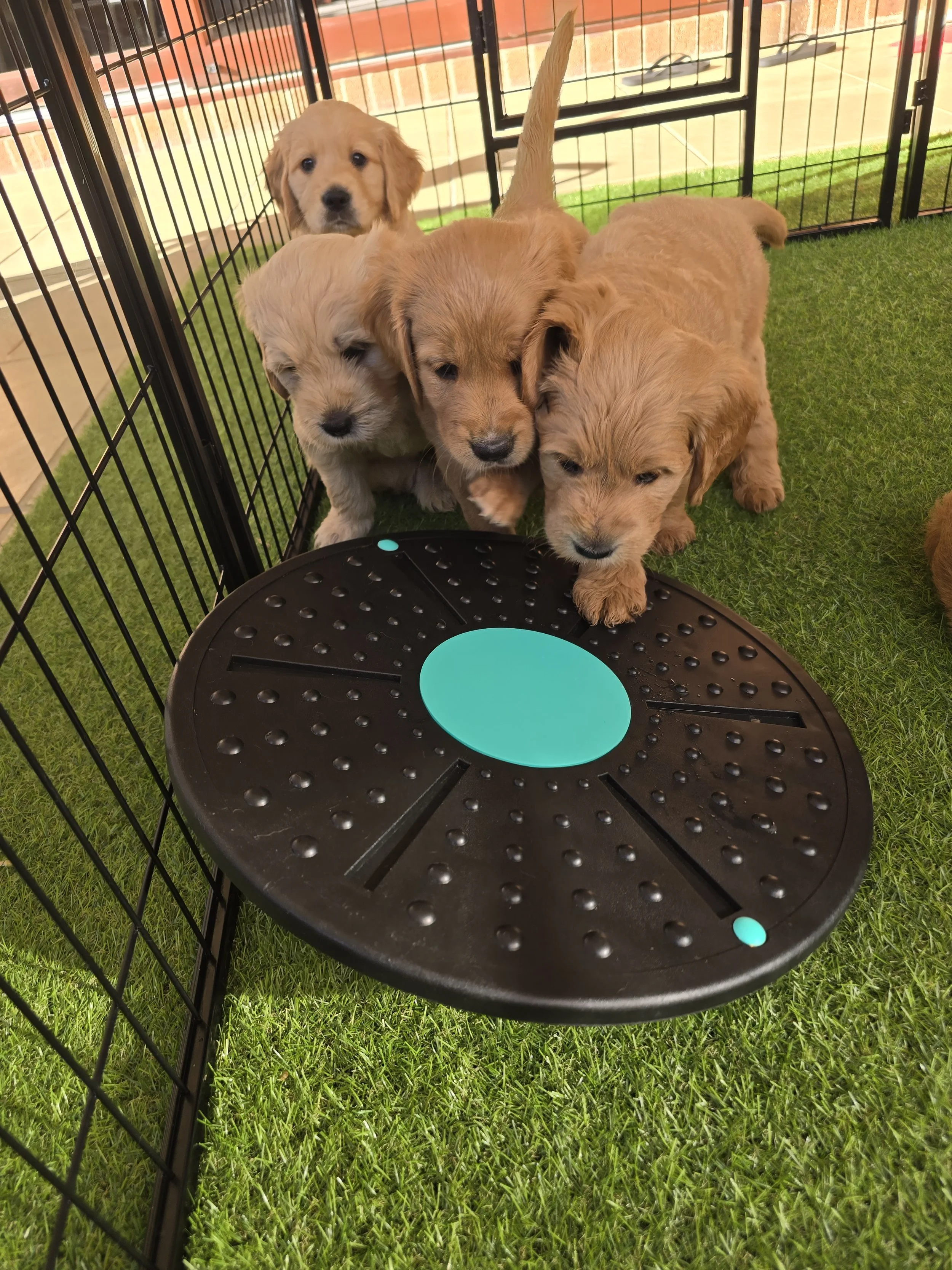 Sandy_Sunny_Lotus_Olive_8_week_old_groodle_puppies.jpg