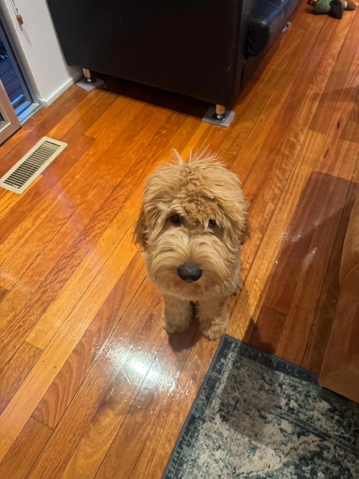 Meadow, a Golden Groodle puppy from our 2025 litter, looking exactly like her mother Remi with a soft fleece coat and calm teddy bear temperament