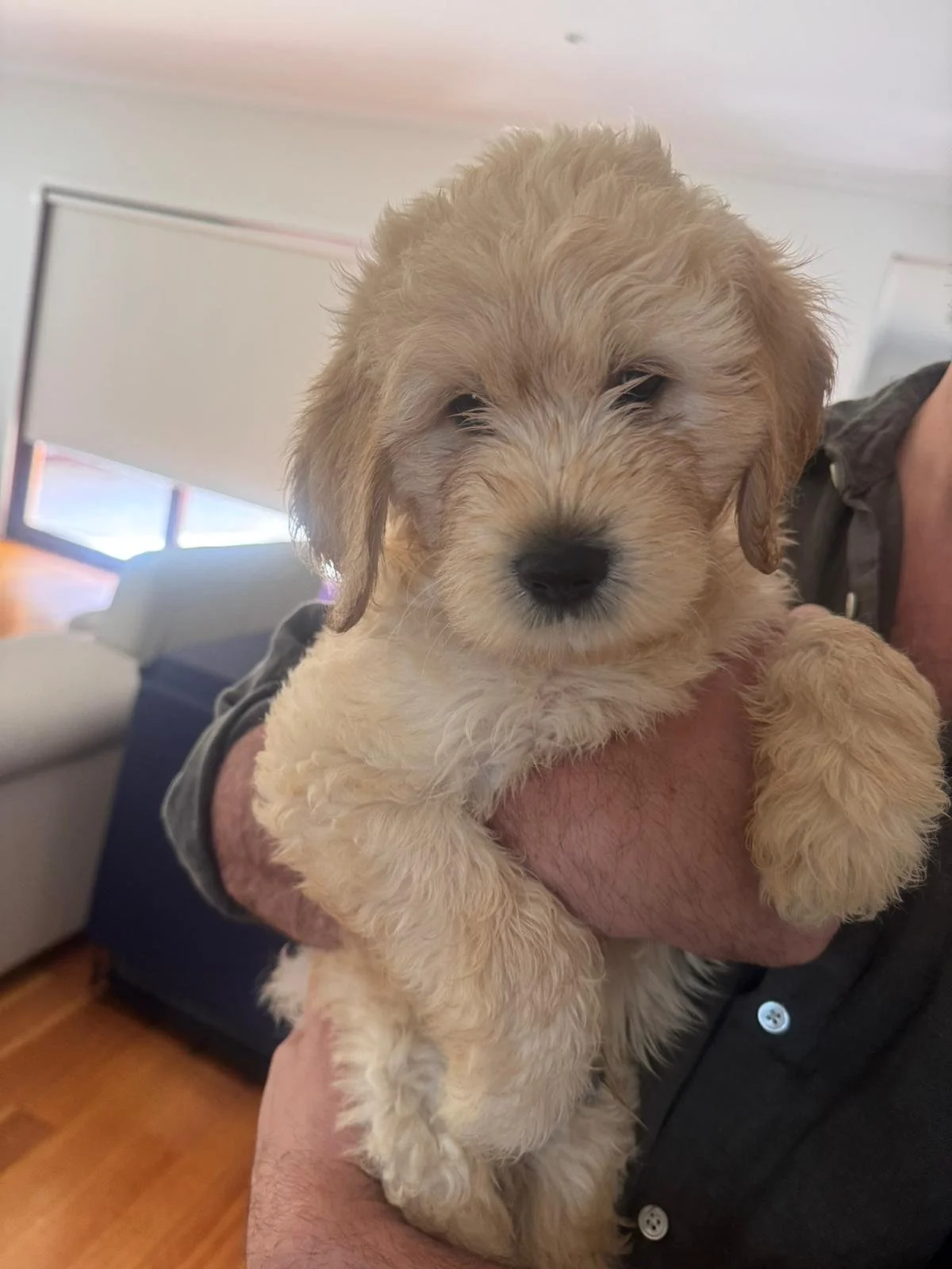 Sunny_8_week_old_groodle_puppy.jpeg