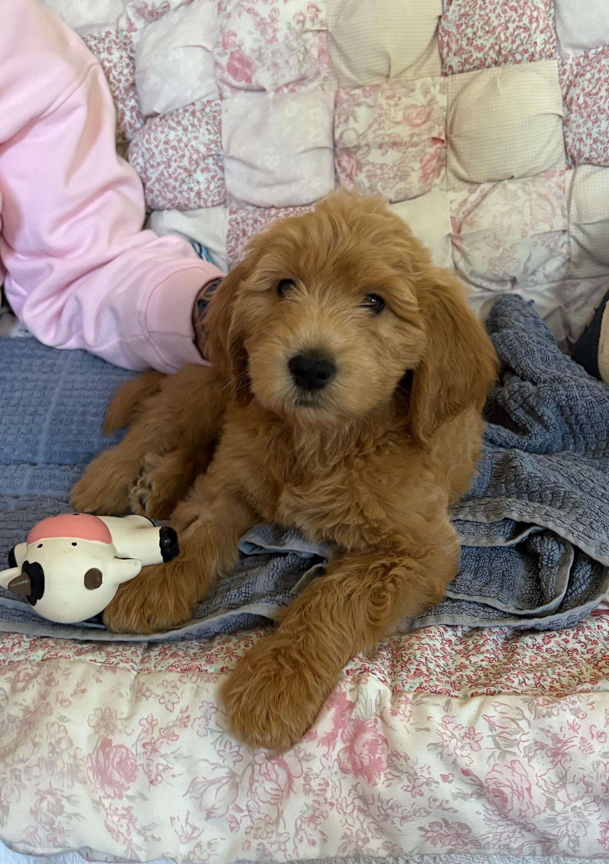 Mustard_8_week_old_groodle_puppy.jpg