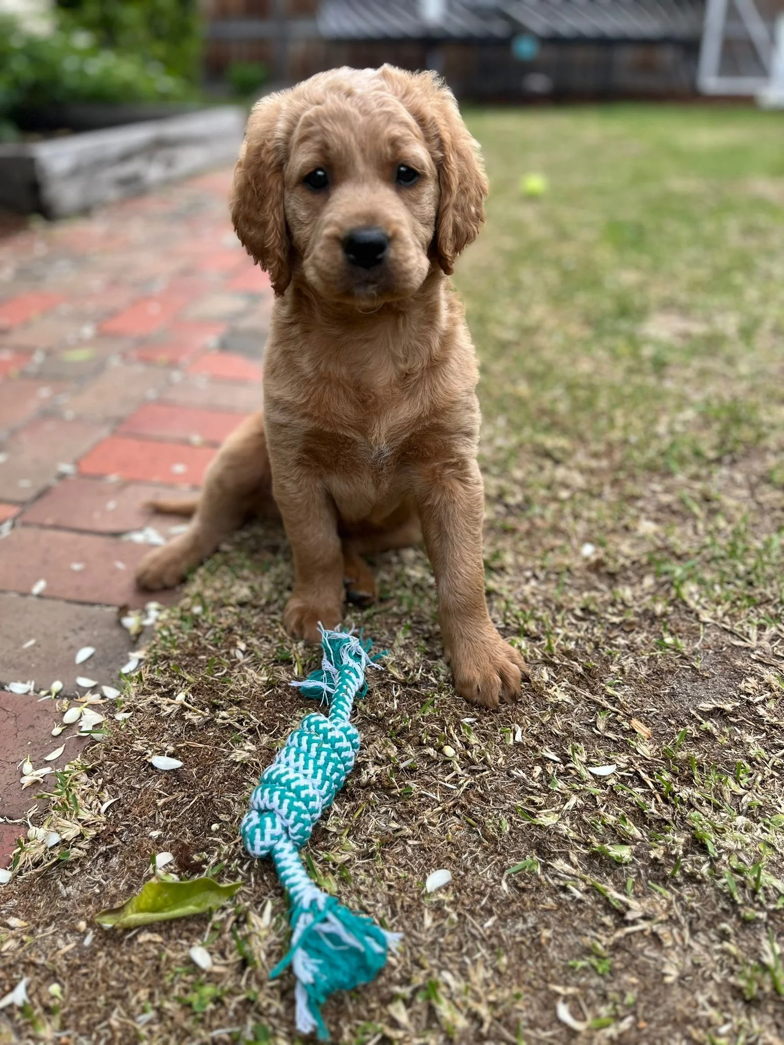 toilet-trained-groodle-puppy-chloe