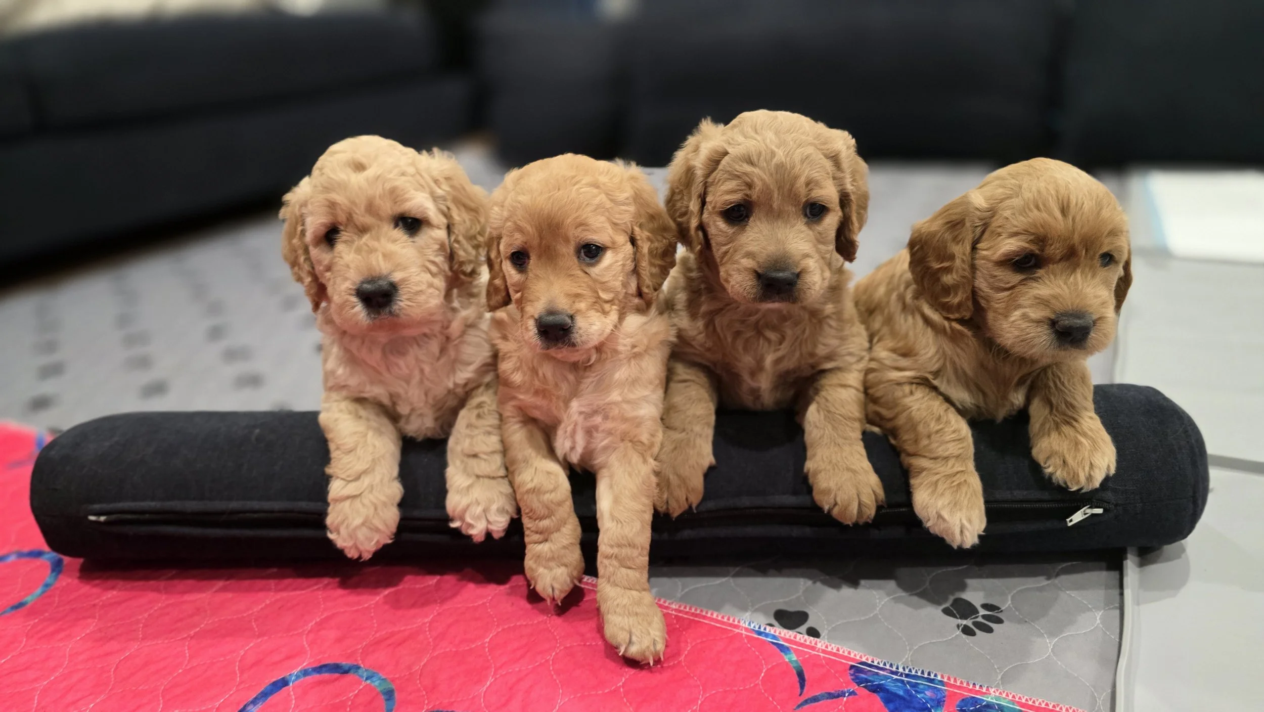 Four adorable light brown and curly-haired puppies sitting on a black slim case with a red mat and paw print design underneath, indoors.