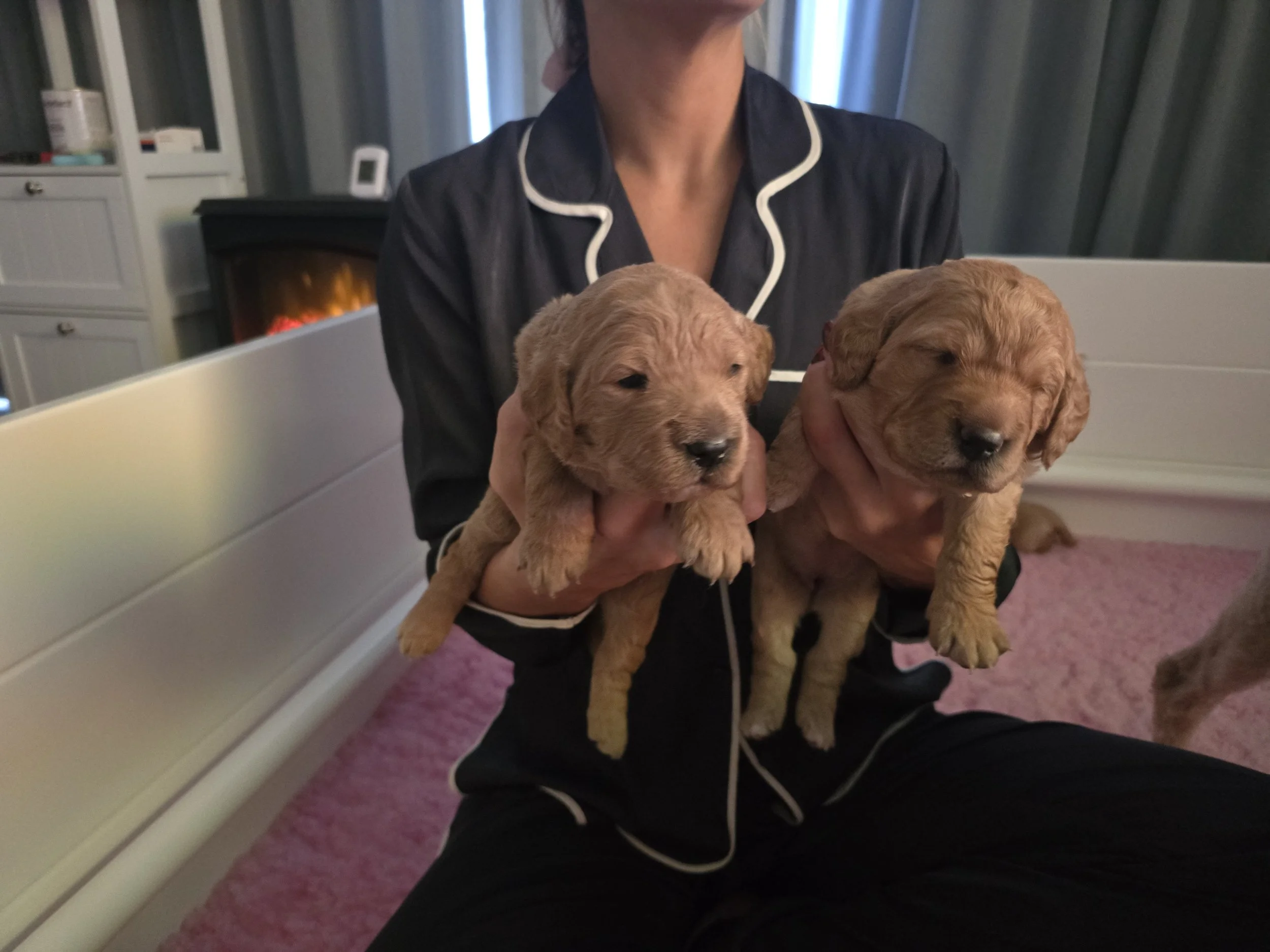 Early Neurological Stimulation (ENS) and handling exercises with a 4-week-old Groodle puppy to ensure a calm temperament