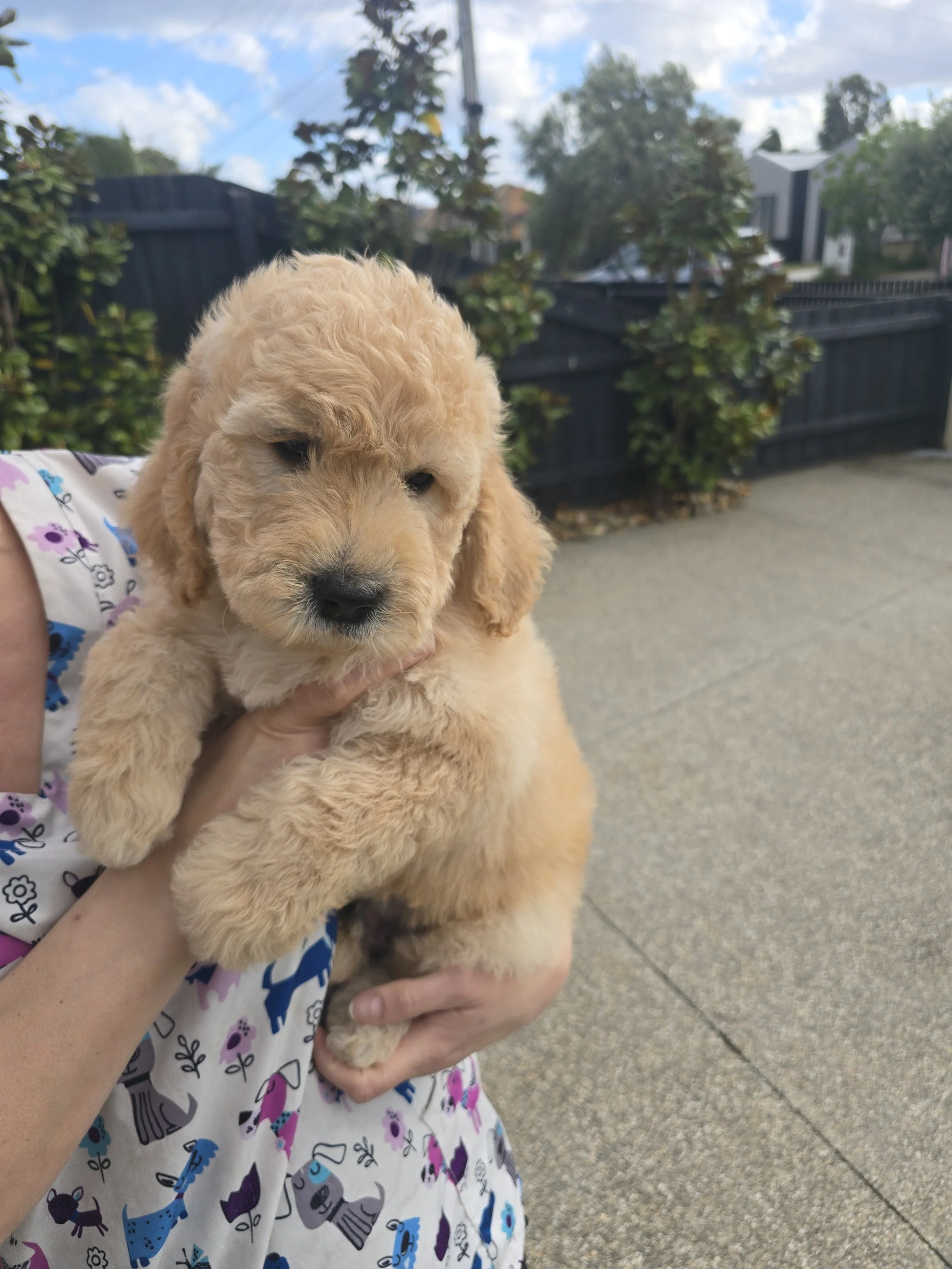 Adorable 8-week-old Golden Groodle puppy with a soft fleece coat, health-checked and ready for their forever family
