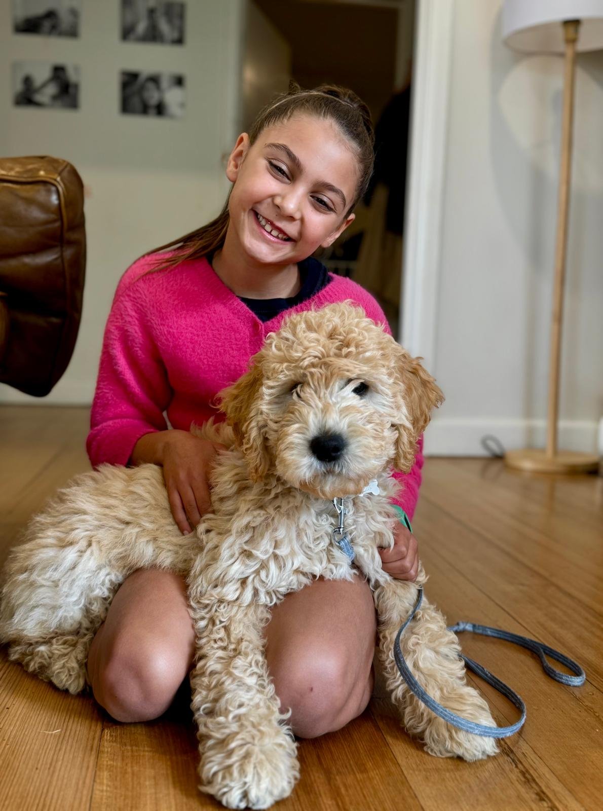 louis-groodle-puppy-first-time-owners-support