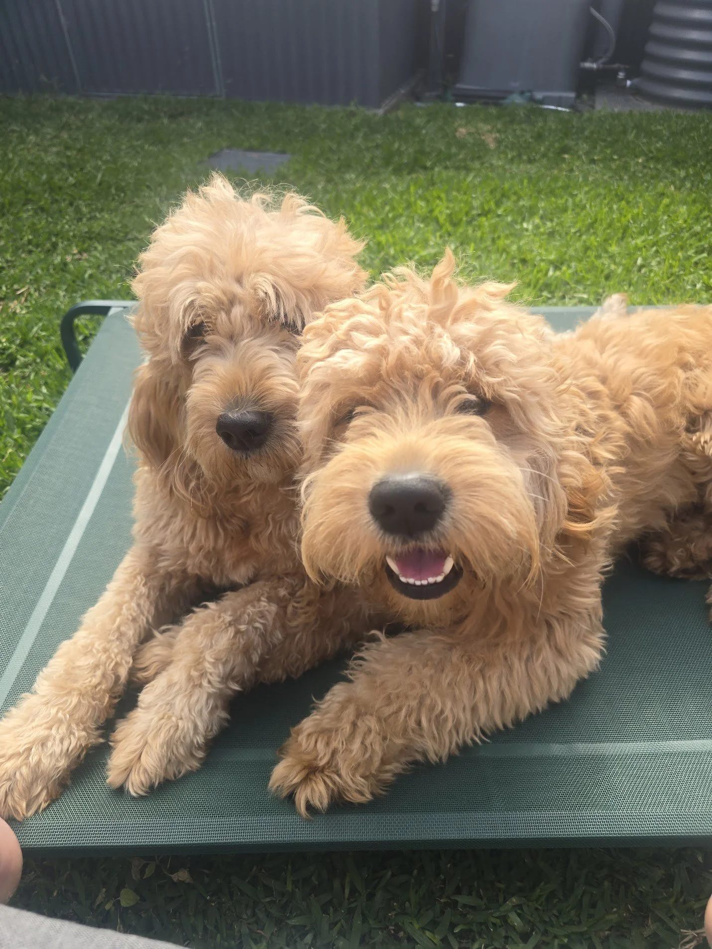 Remi and Rio, our DNA-cleared Groodle parents, health-tested via Embark and Orivet