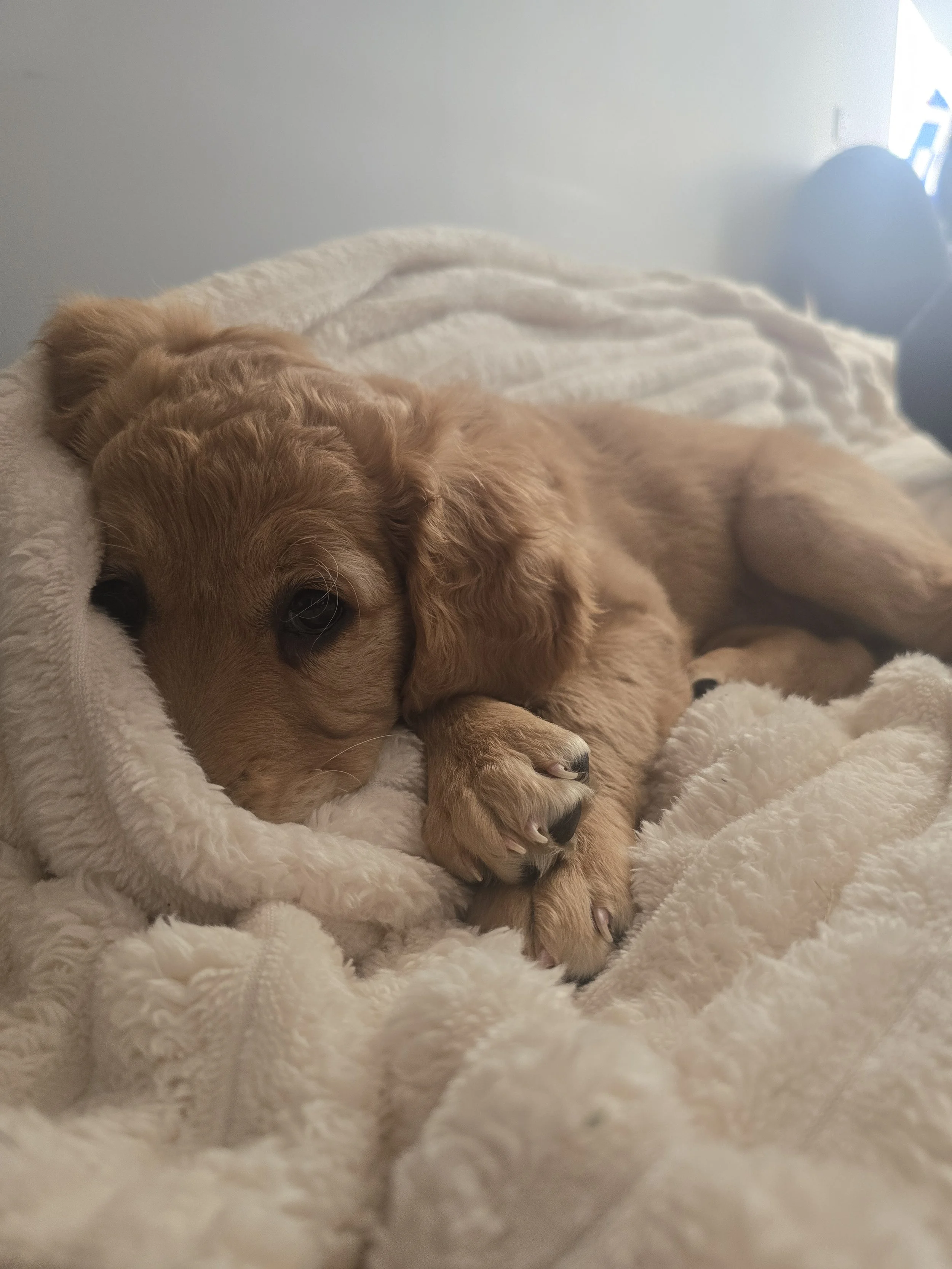 ethical-breeder-review-melbourne-maisy