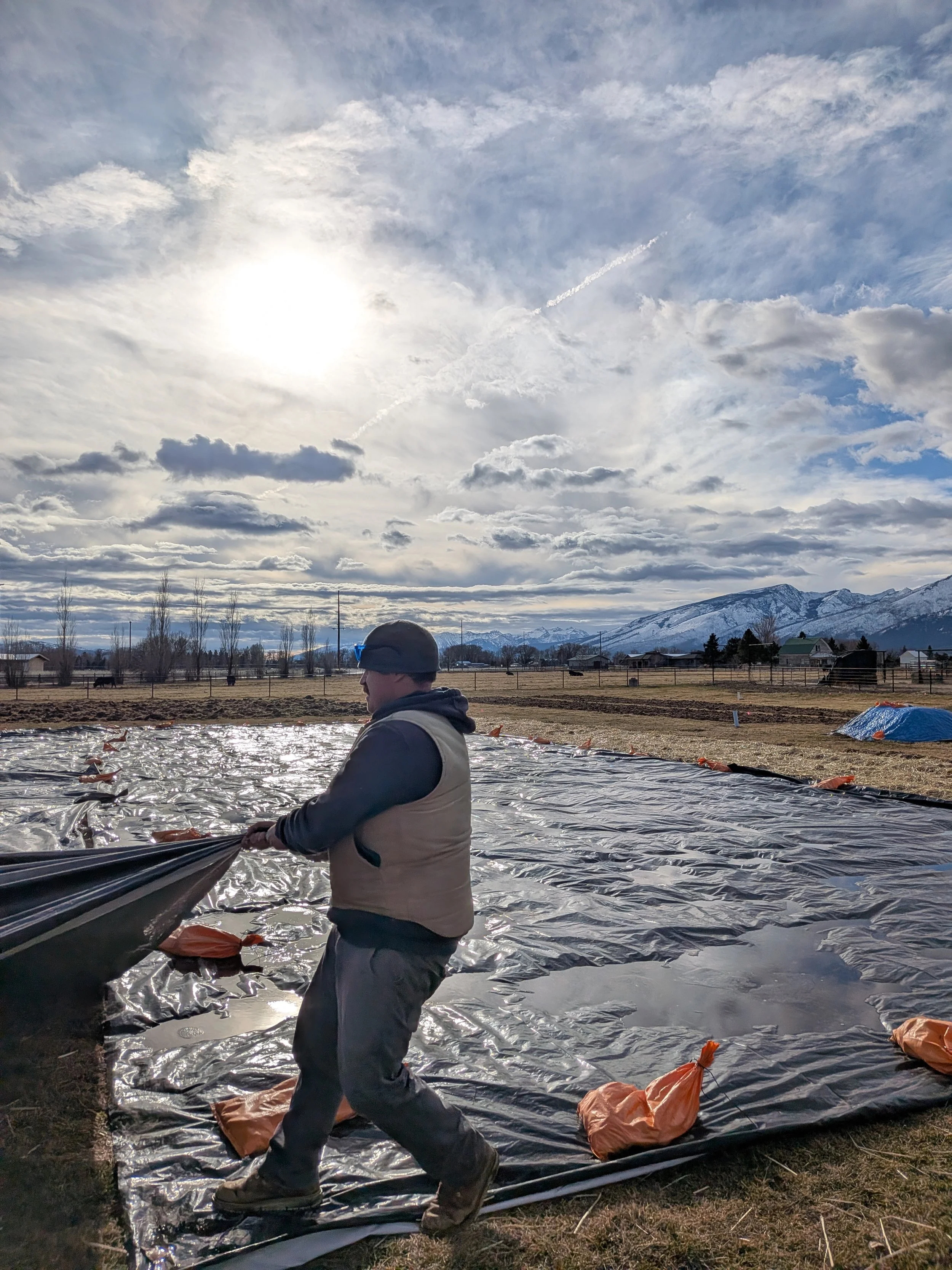 A person working outdoors on a farm or field, installing or managing a large plastic tarp with sandbags to secure it, with snow-capped mountains and a partly cloudy sky in the background.