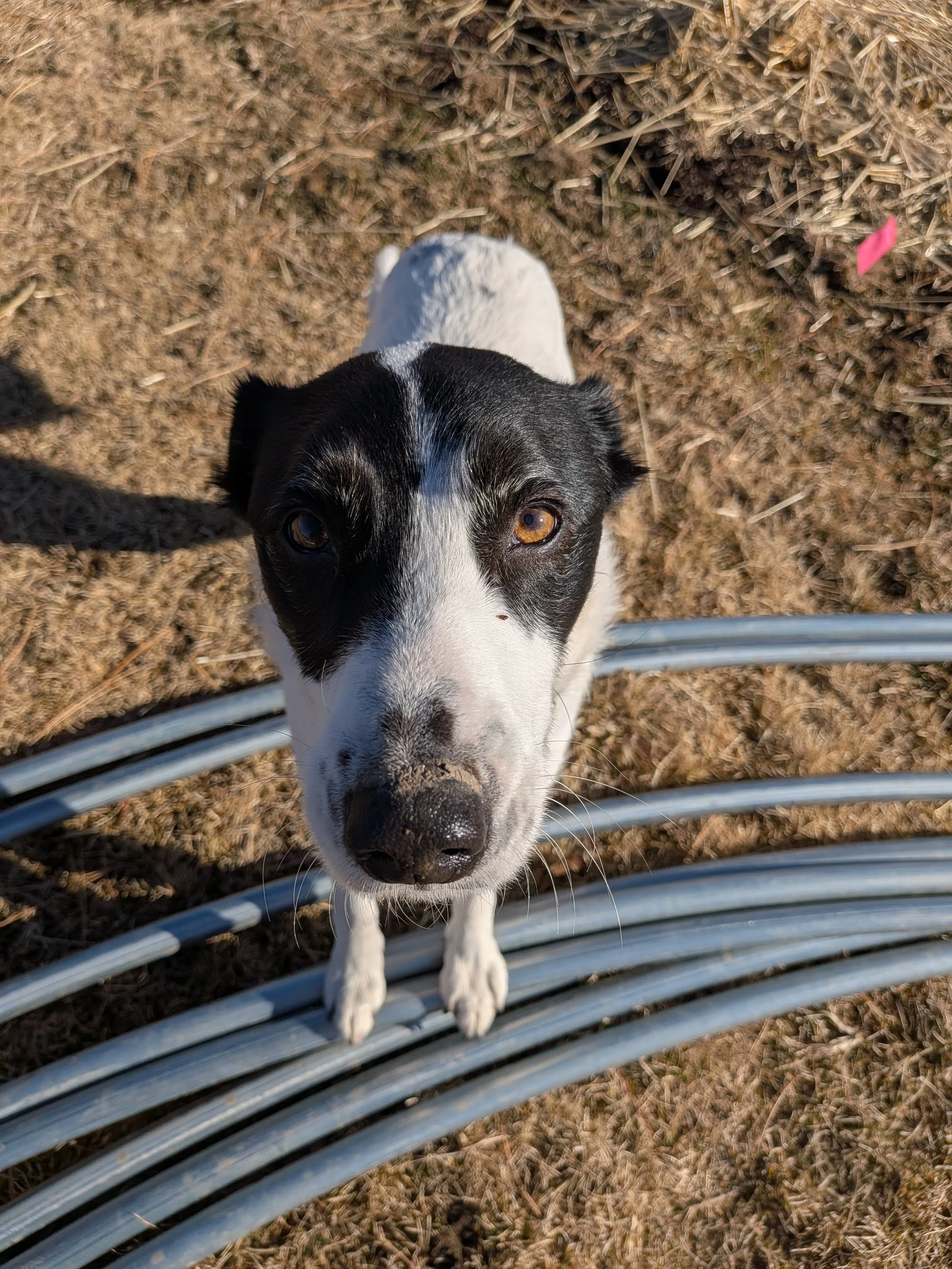 A black and white dog looking up at the camera with one eye brown and the other eye closed, standing on dry grass with metal pipes in front.