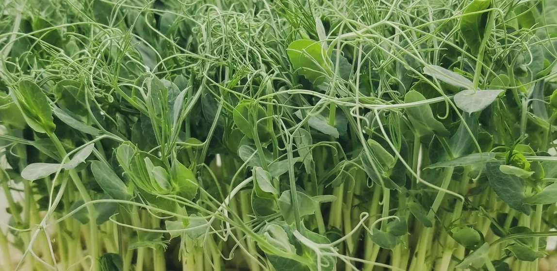 Pea Trendrils