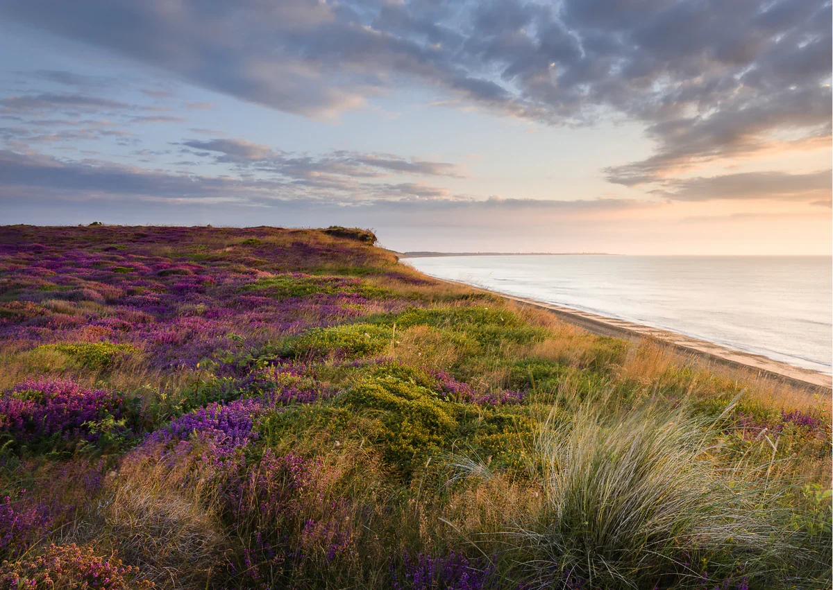 Coastal landscape with rolling hills covered in purple and green vegetation, a sandy beach, and an ocean under a cloudy sky during sunset.