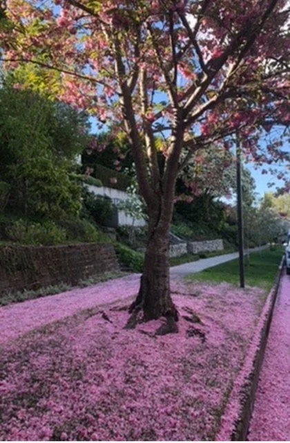 A tree with pink blossoms growing on a hillside with a sidewalk and street in a suburban neighborhood.