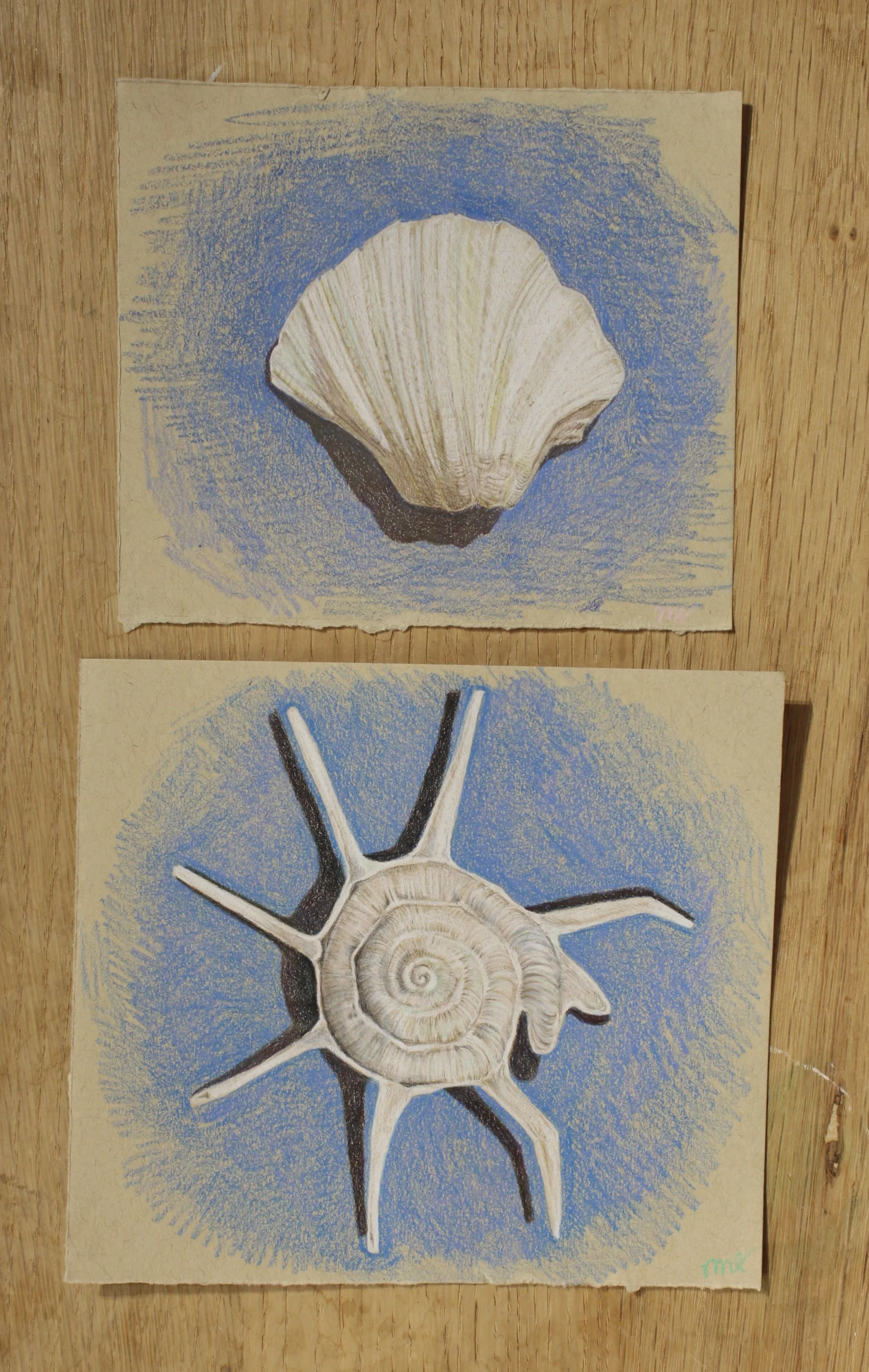 Two drawings of seashells on beige paper with blue backgrounds, one showing a shell from above and the other a shell with a snail on top, placed on a wooden surface.