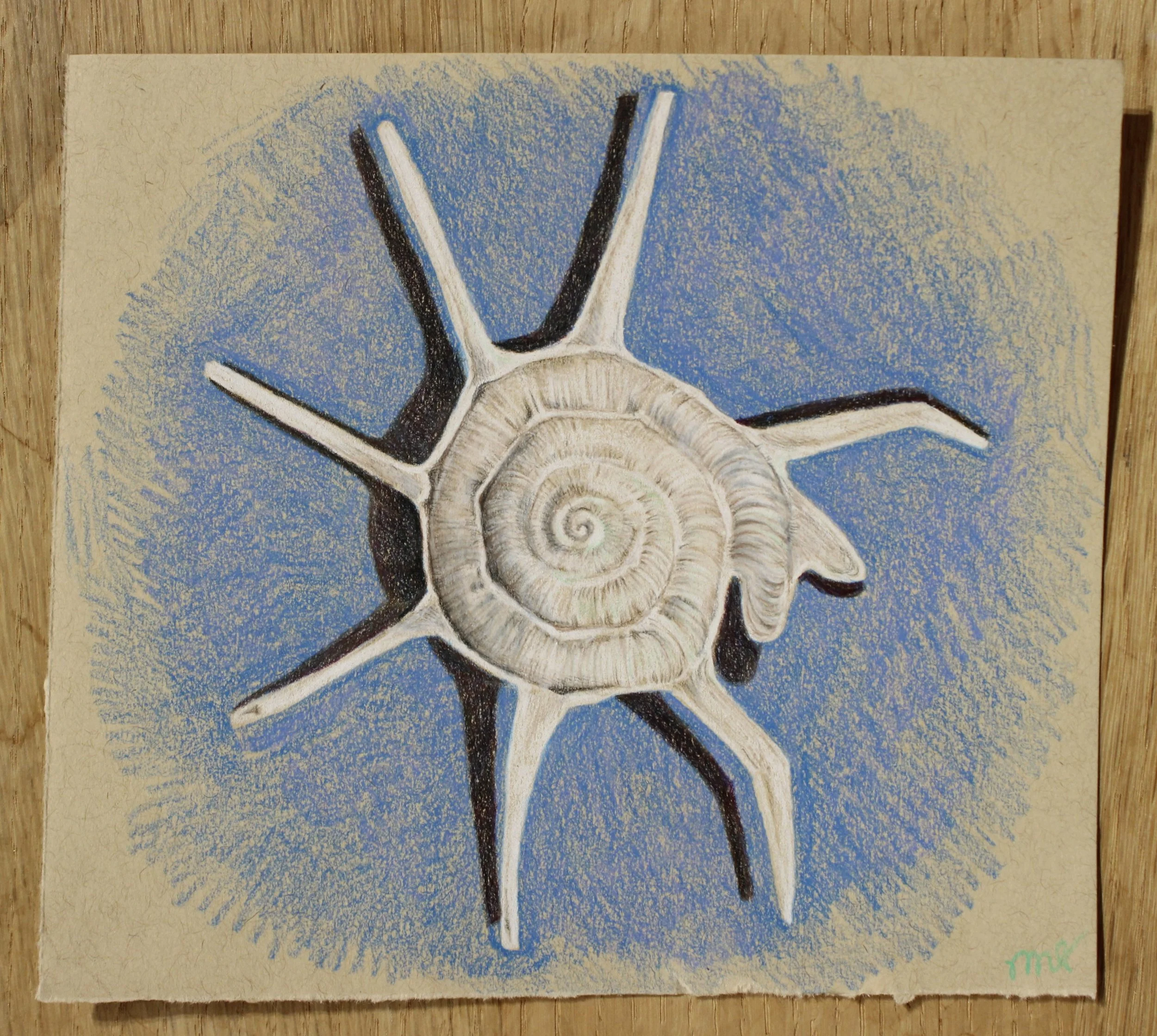 A drawing of a spiral seashell with starfish appendages on a blue background.