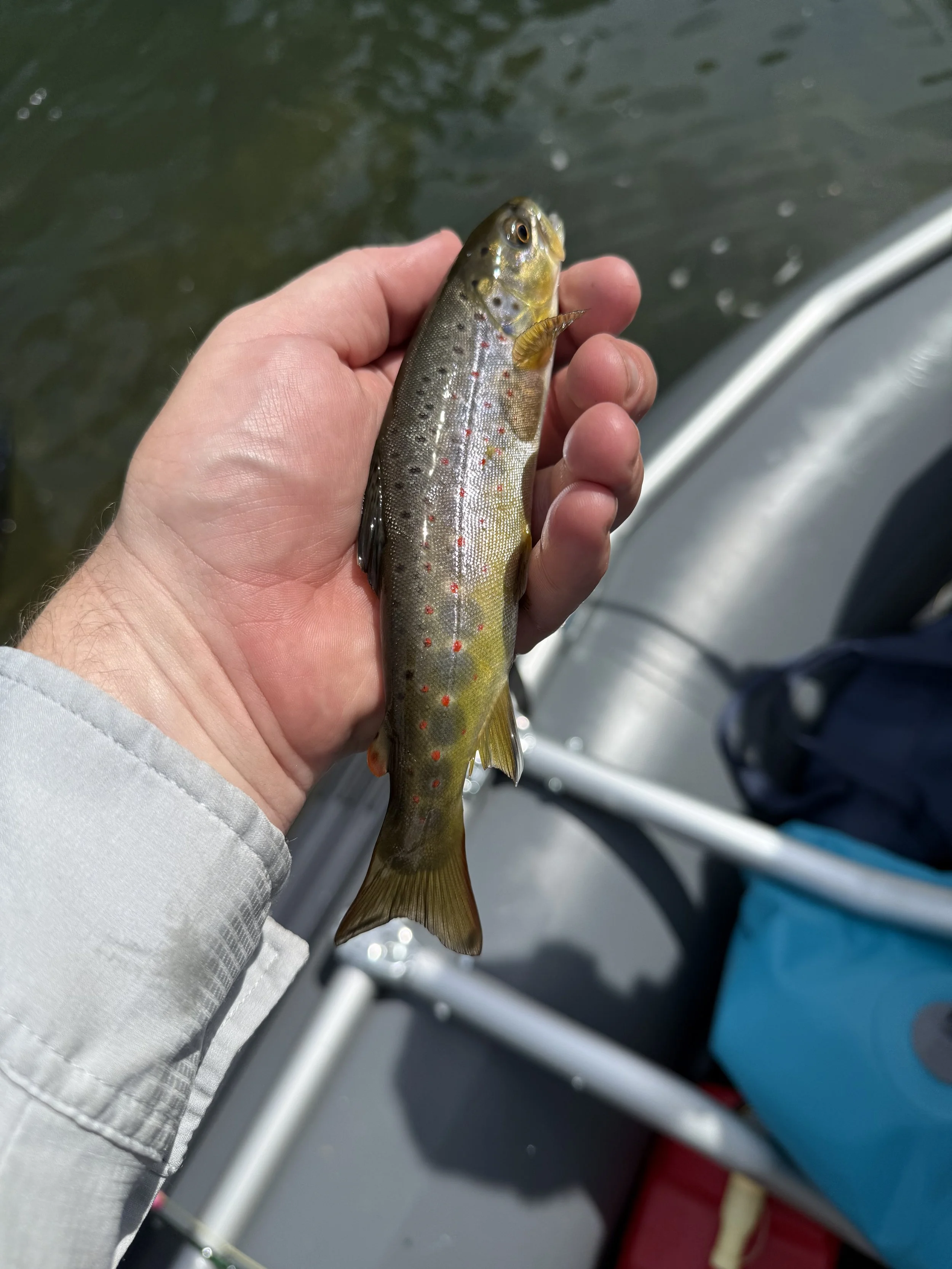 Fly Fishing the Chattahoochee River: A Complete Guide to North Georgia's Tailwater Fishery