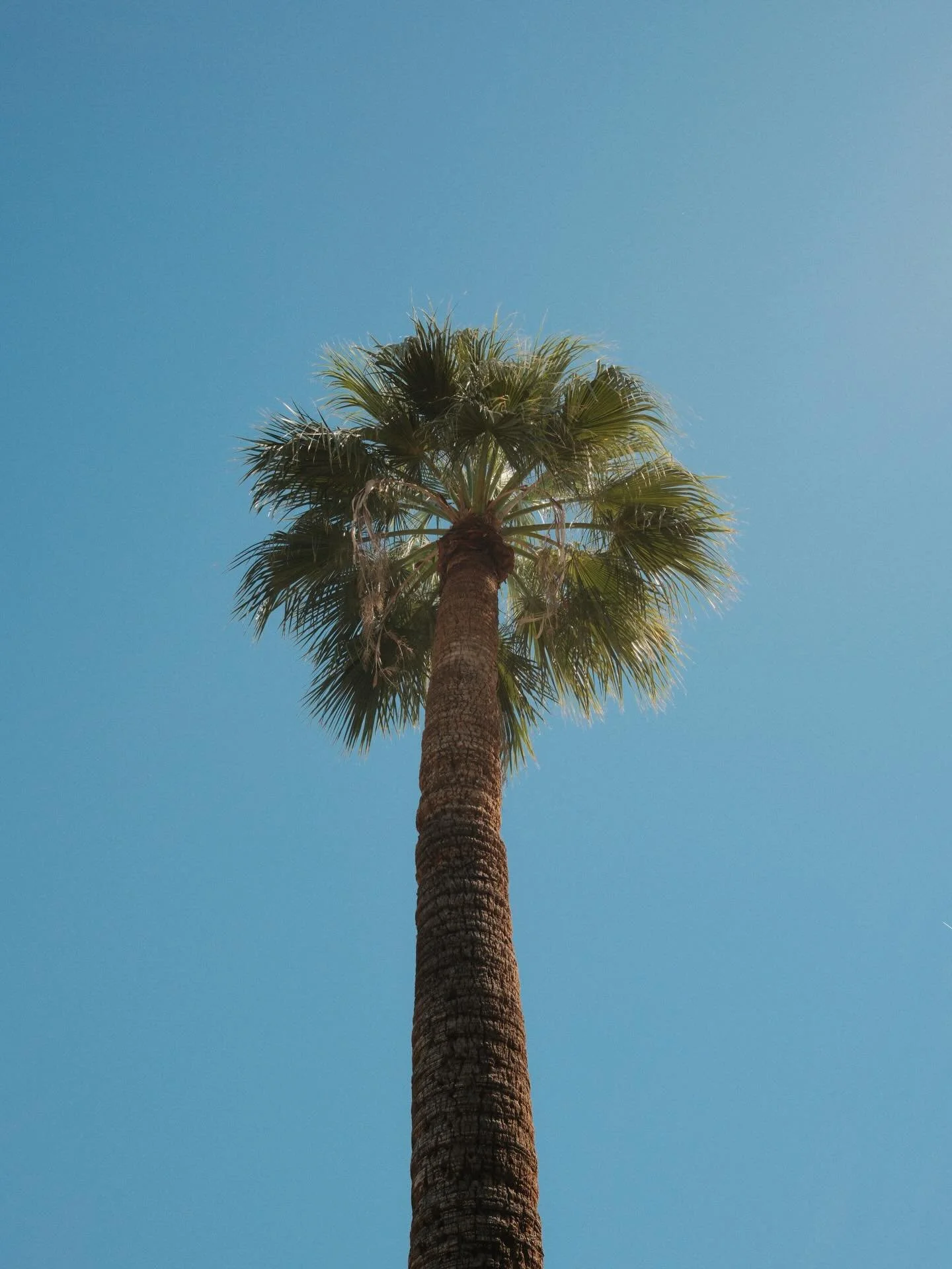 quick trip to find the sun 😎 

📸 fujifilm x100vi
🎞️ kodak gold 200