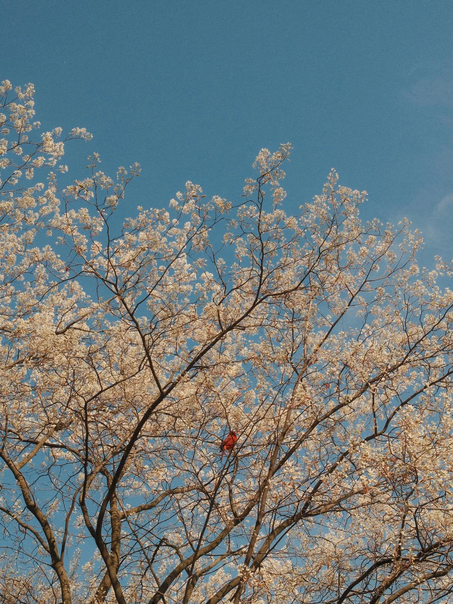 we found a cardinal in the park

📸 fujifilm x100vi
🎞️ summer chrome