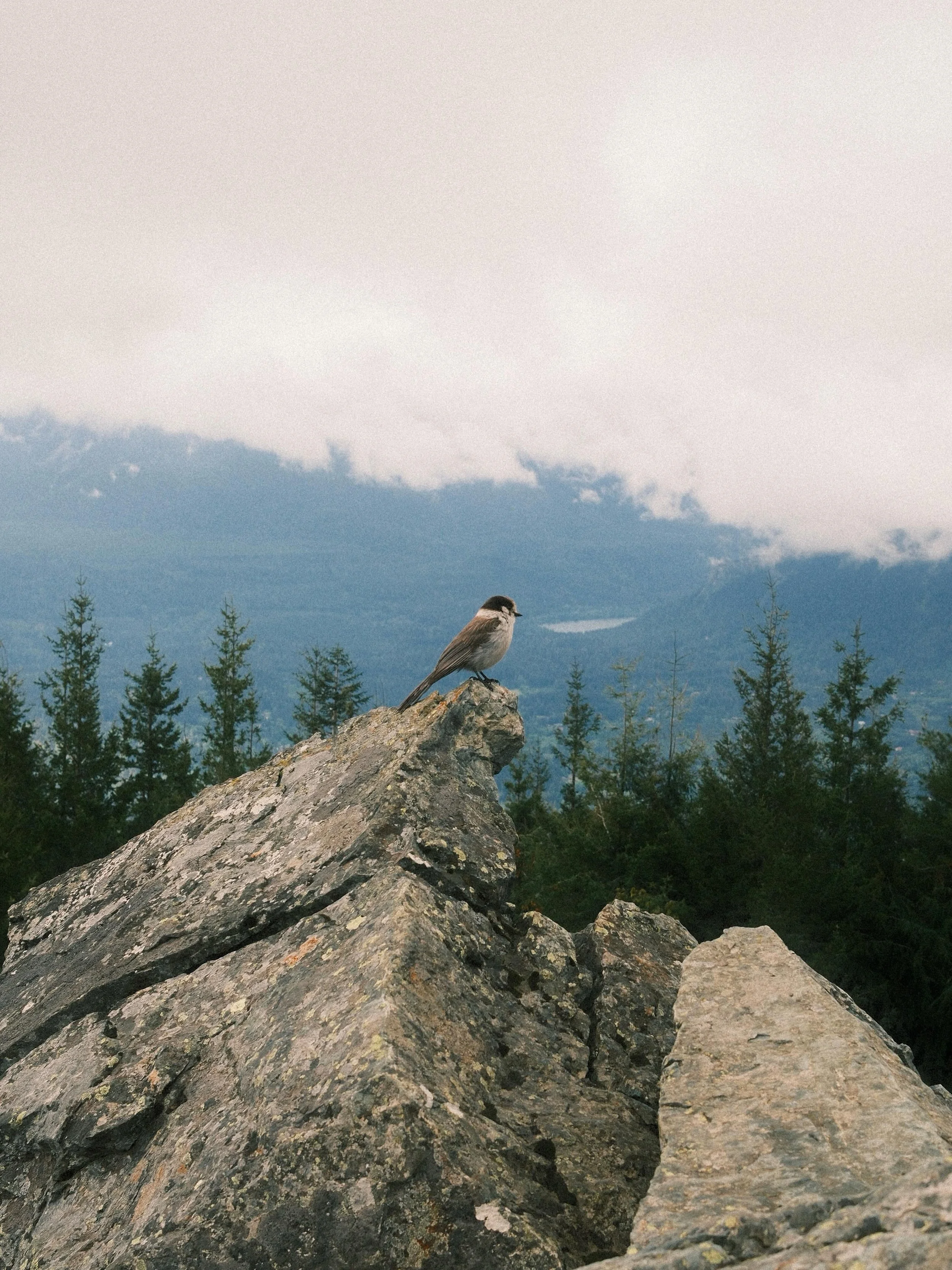 fairly classic seattle hike 🌧️🌲

📸 fujifilm x100vi
🎞️ classic cuban neg