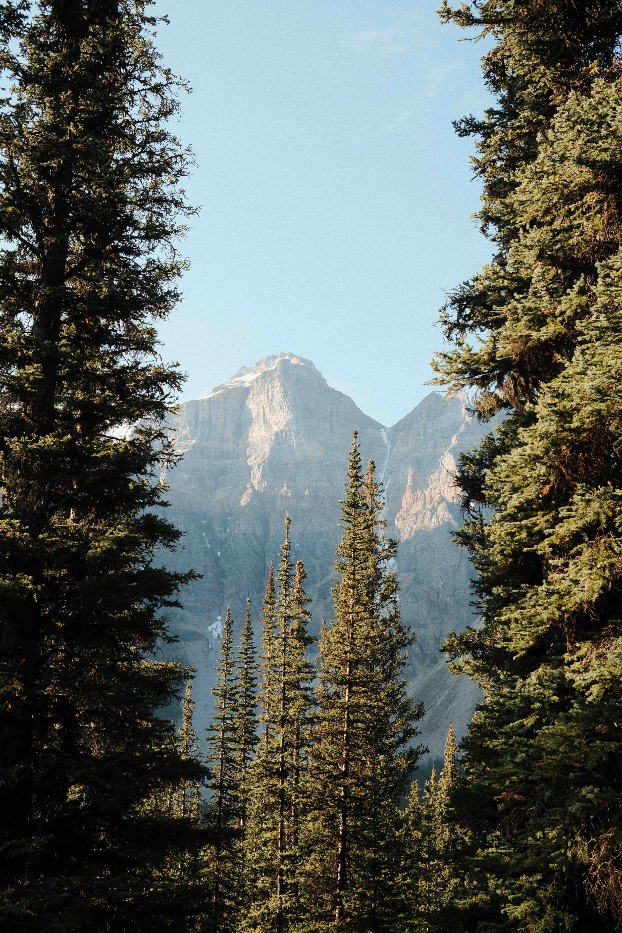 Mountain range framed by tall pine trees under a clear blue sky.