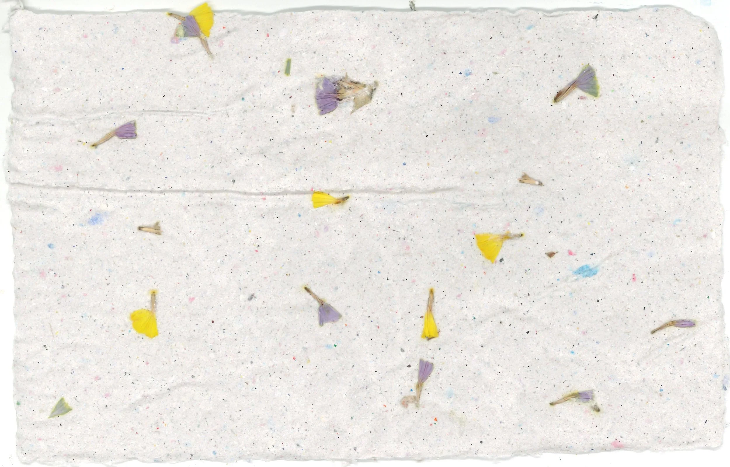A sheet of white paper with small, colorful specks and scattered purple and yellow flower petals.