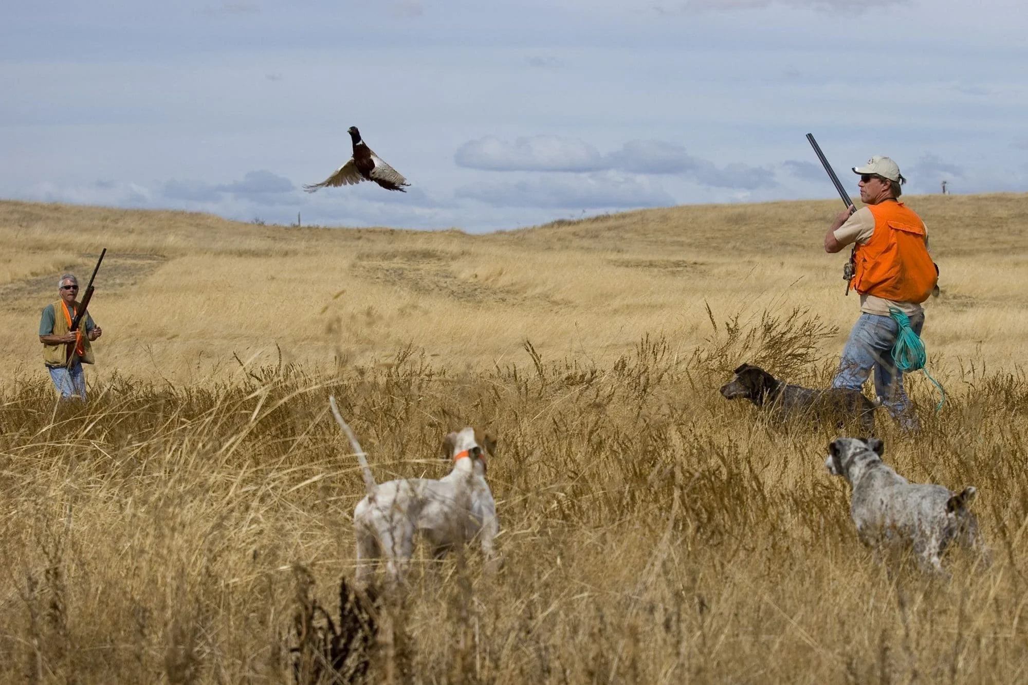 Finger Lakes (FLX) Upland Bird Dog Association Training Session