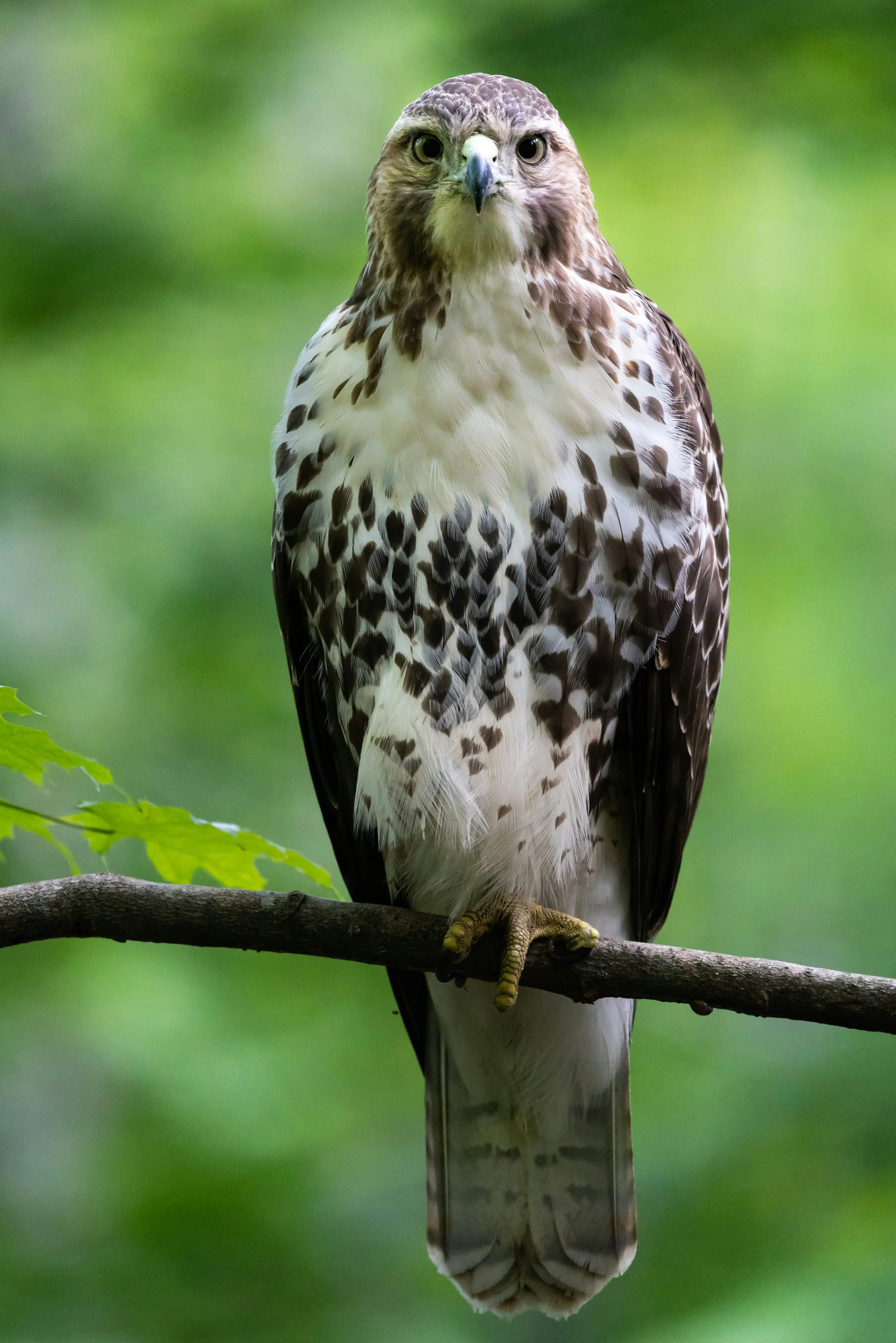 Birds of Prey Presentation with Cornell Raptor Program