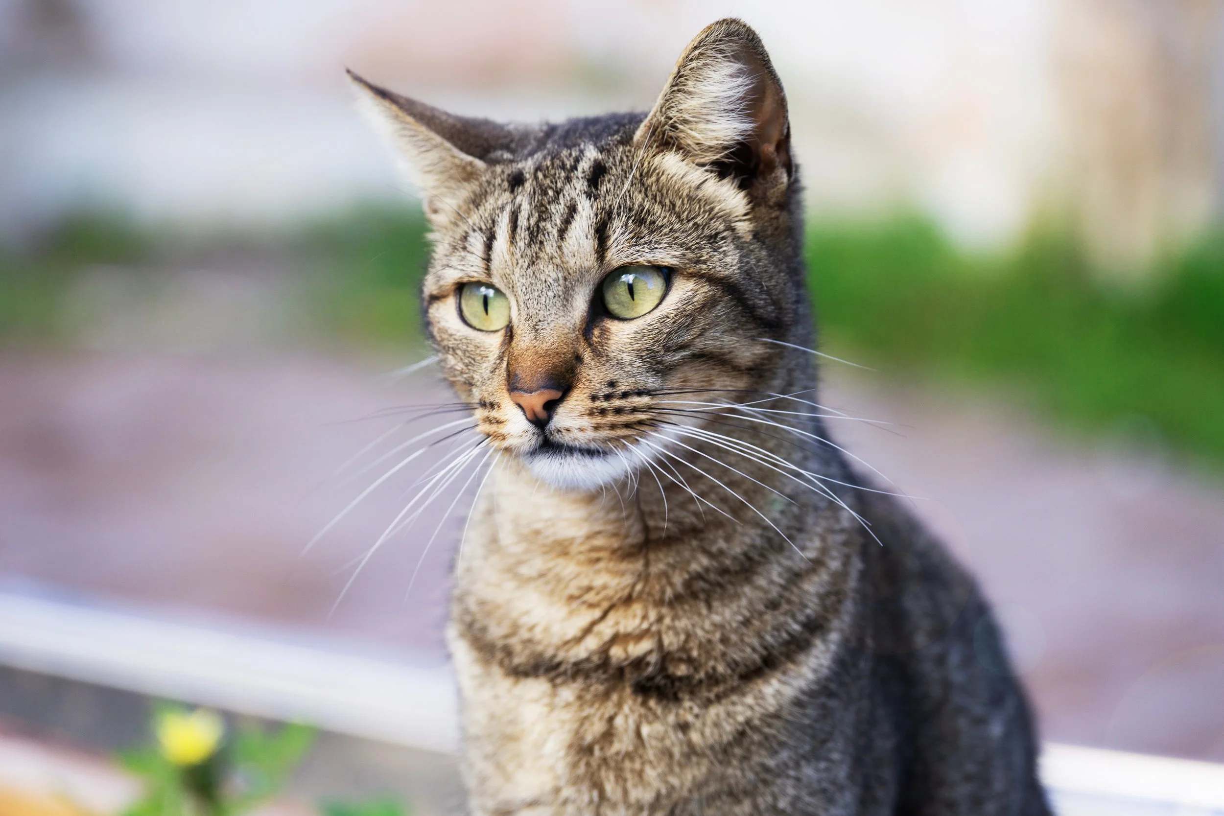 Why Pet Transportation Makes Life Easier for Busy Pet Owners