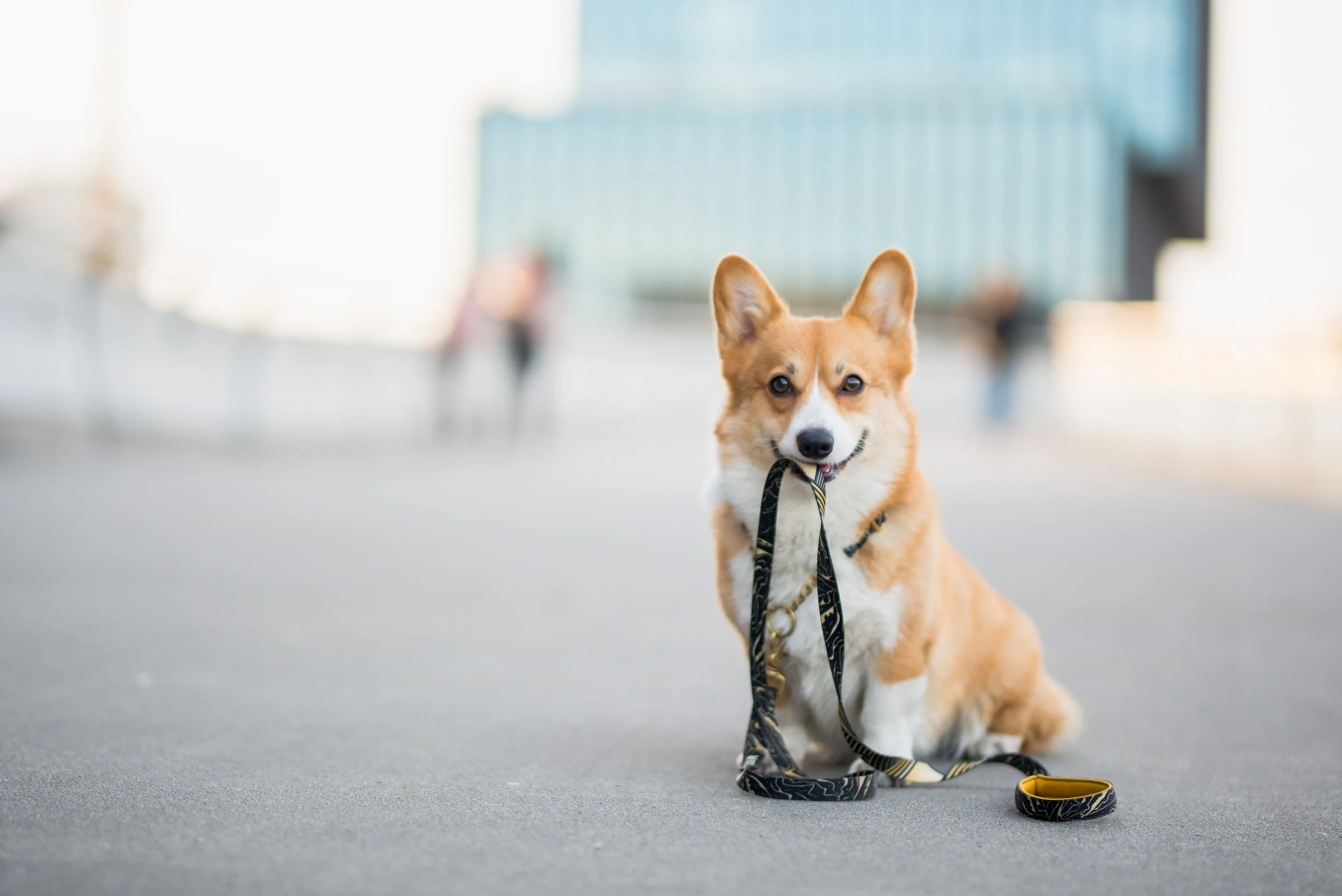 Regular Exercise is Essential to Your Dog’s Health &amp; Happiness.