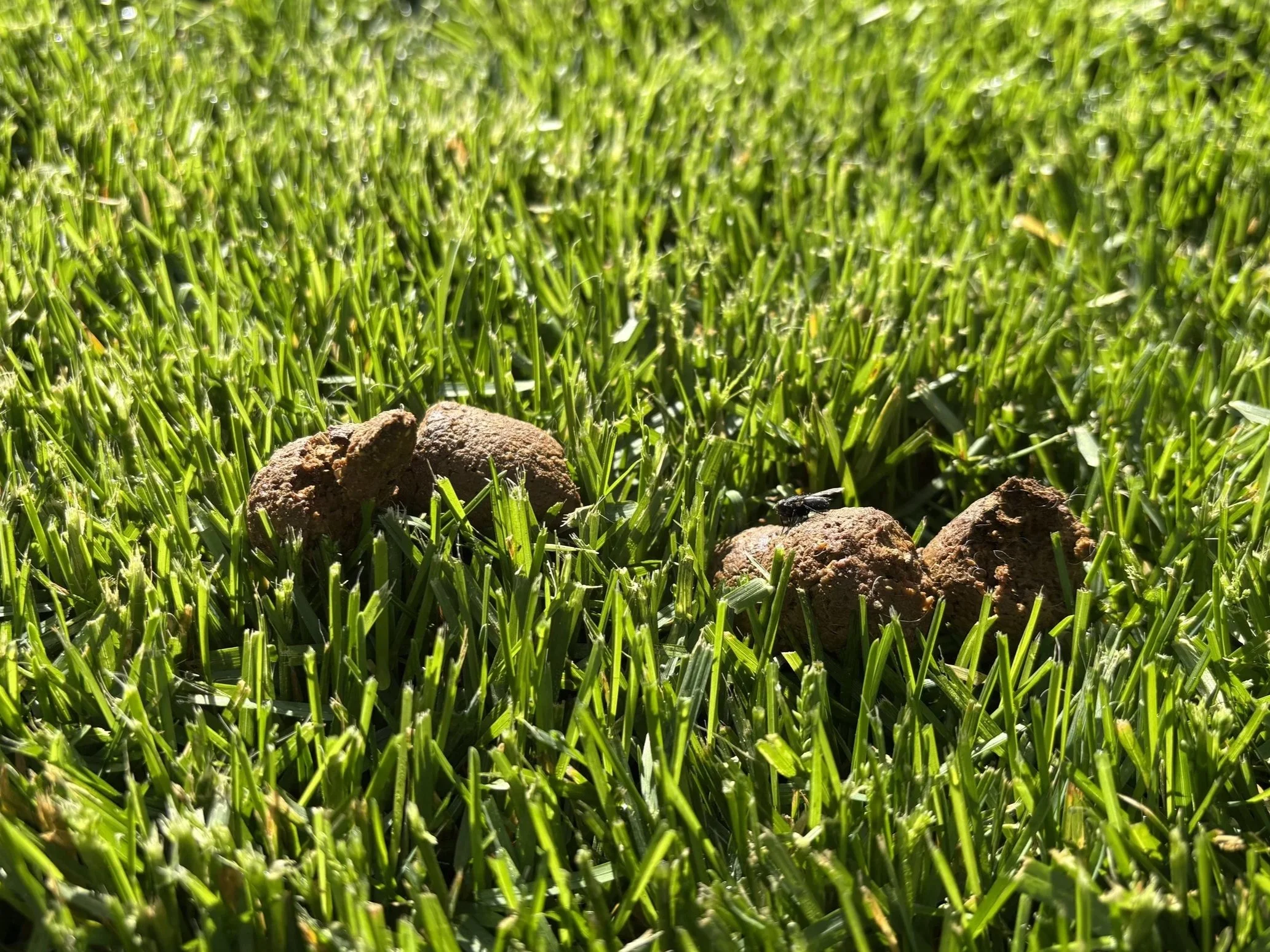 Pet Waste Removal: Why It Matters for Your Yard, Health, and Pets