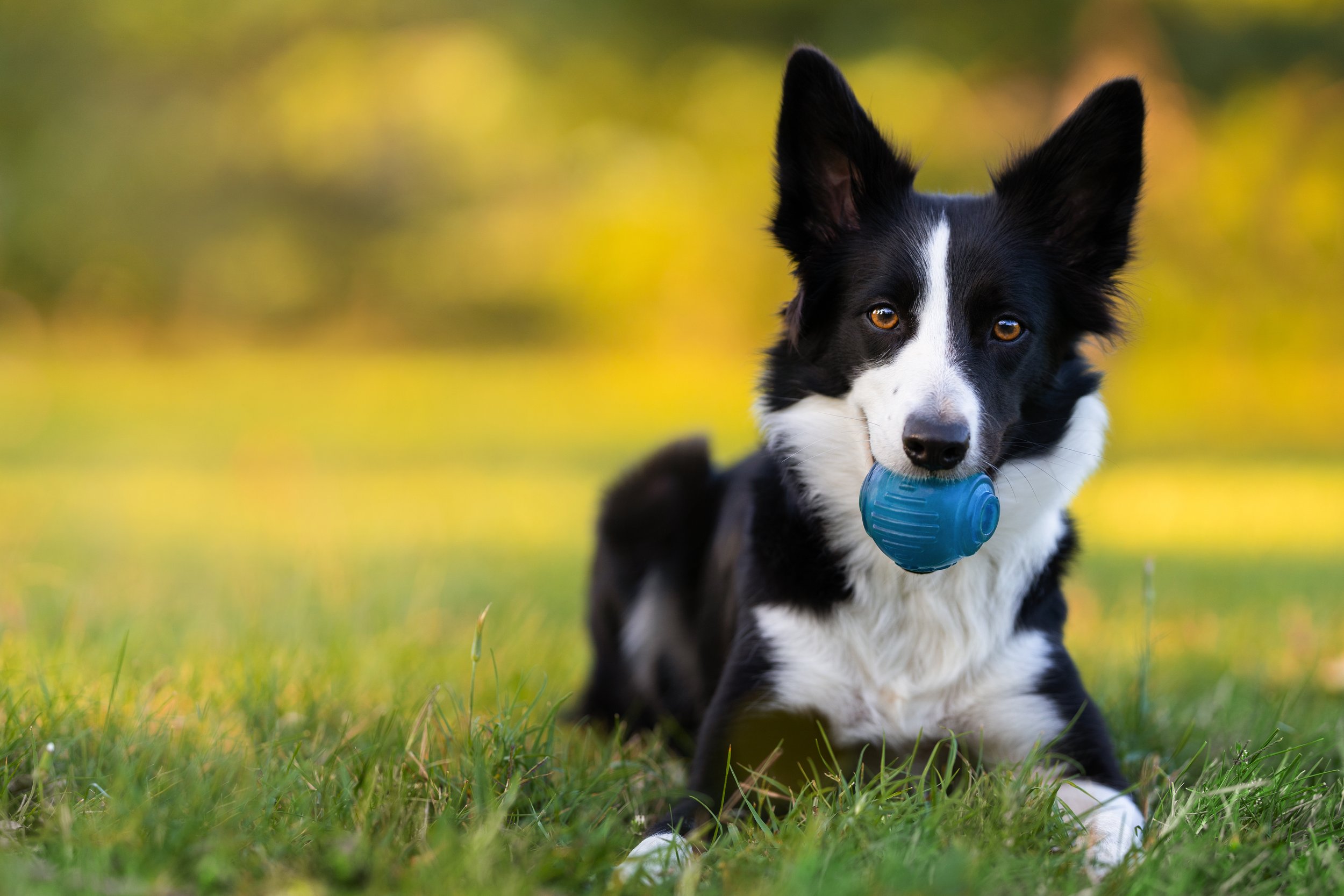 pet sitter playing ball with dog