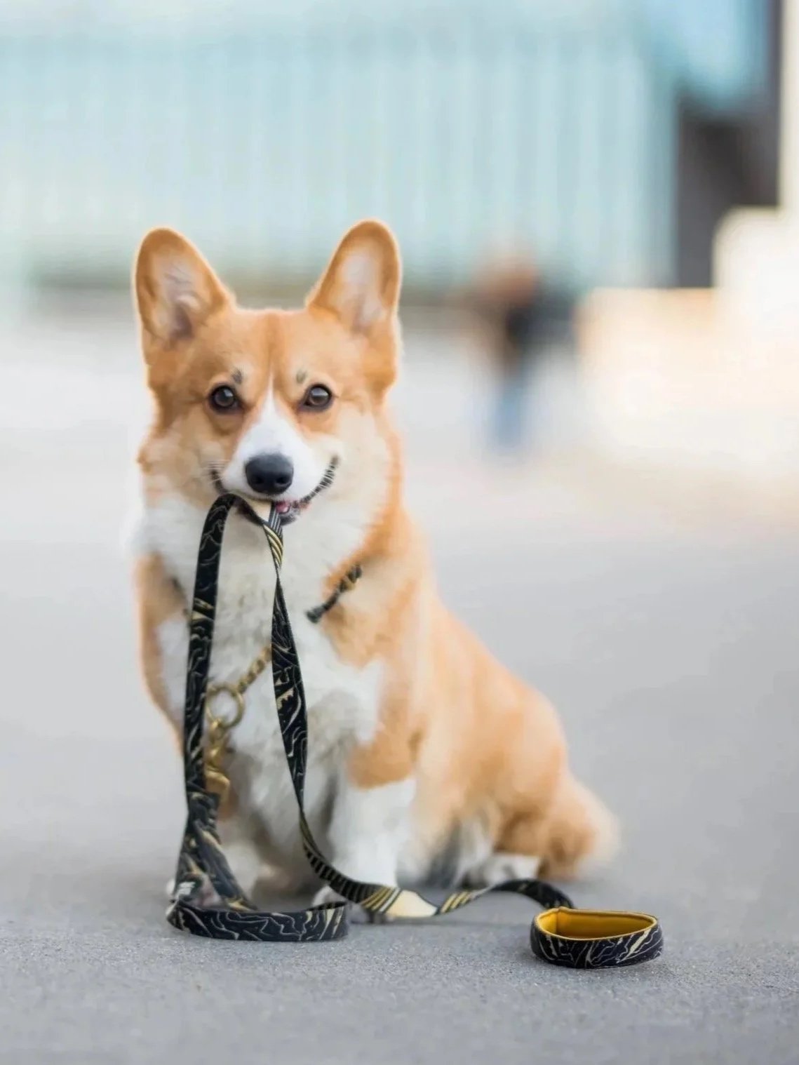 Dog holding leash in mouth going for a walk