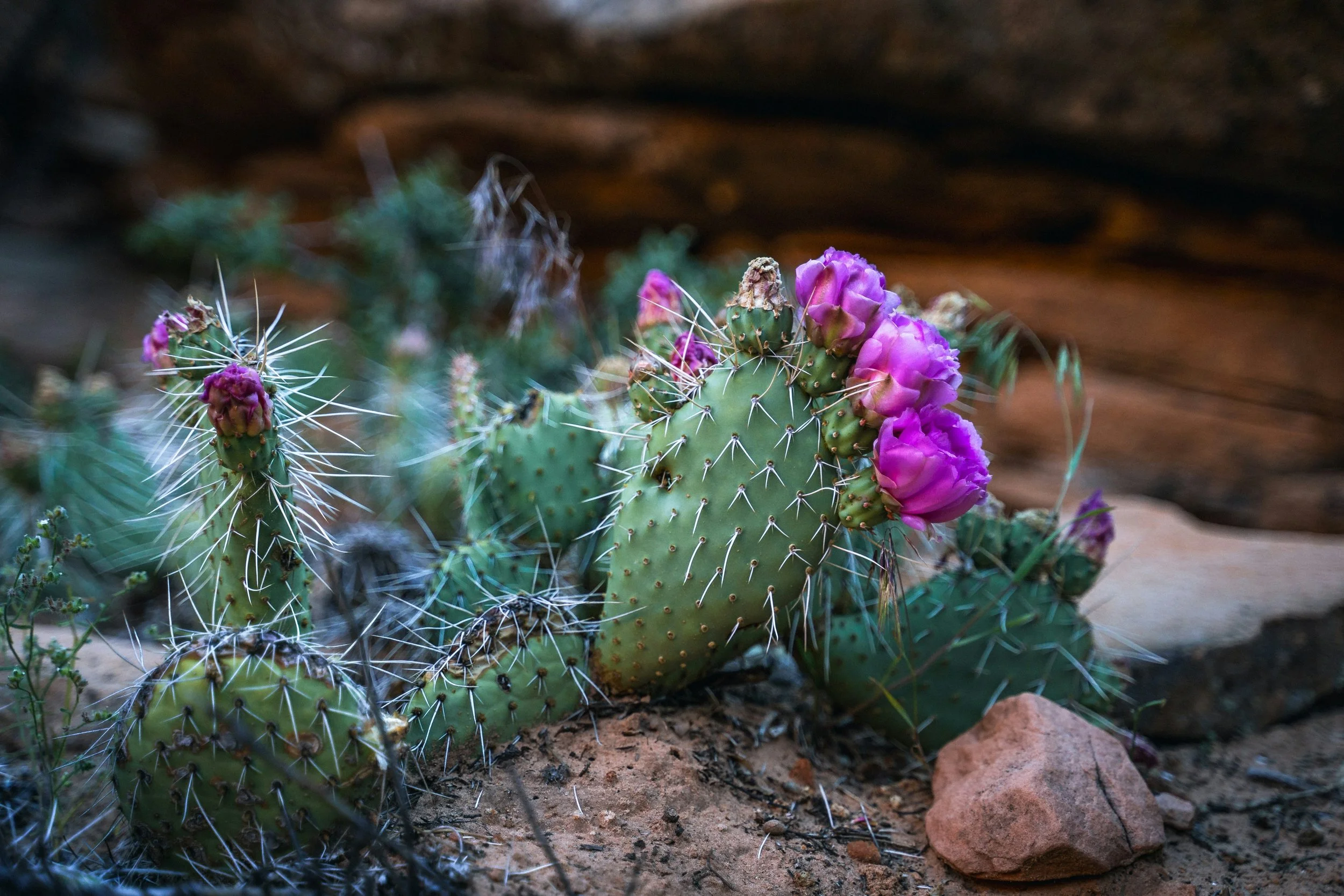Pink cactus flowers blooming on a green prickly pear cactus in a desert setting.