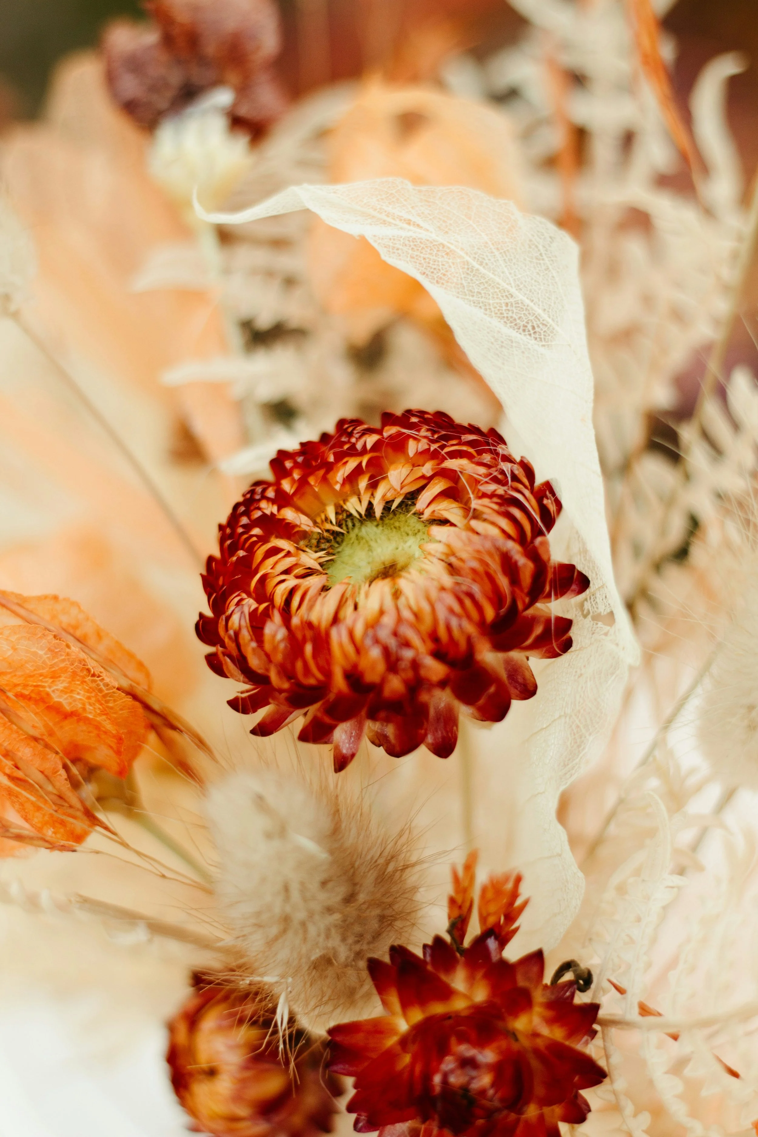 Close-up of orange and red dried flowers and foliage with a white fluffy seed pod in the center.