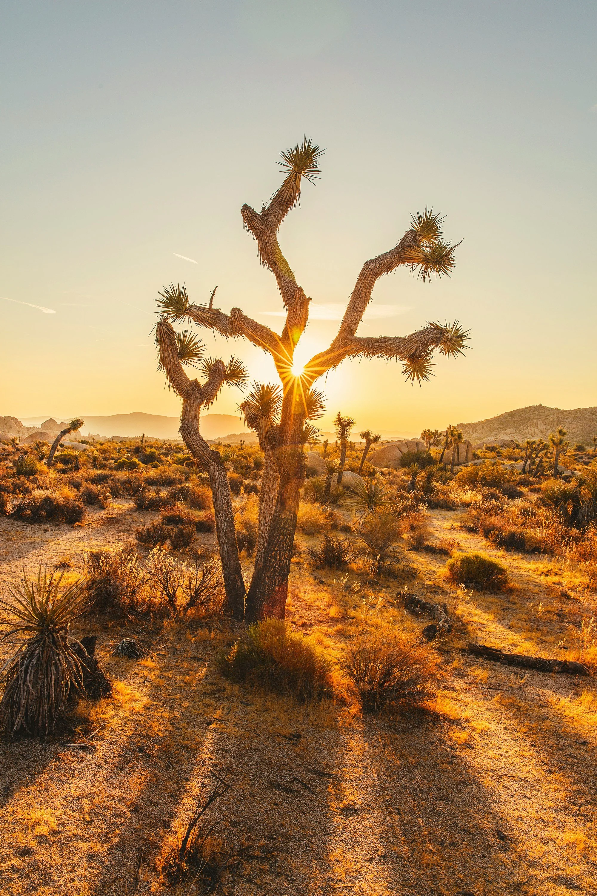 Sunset over a desert landscape featuring a prominent Joshua tree with its branches silhouetted against the setting sun.