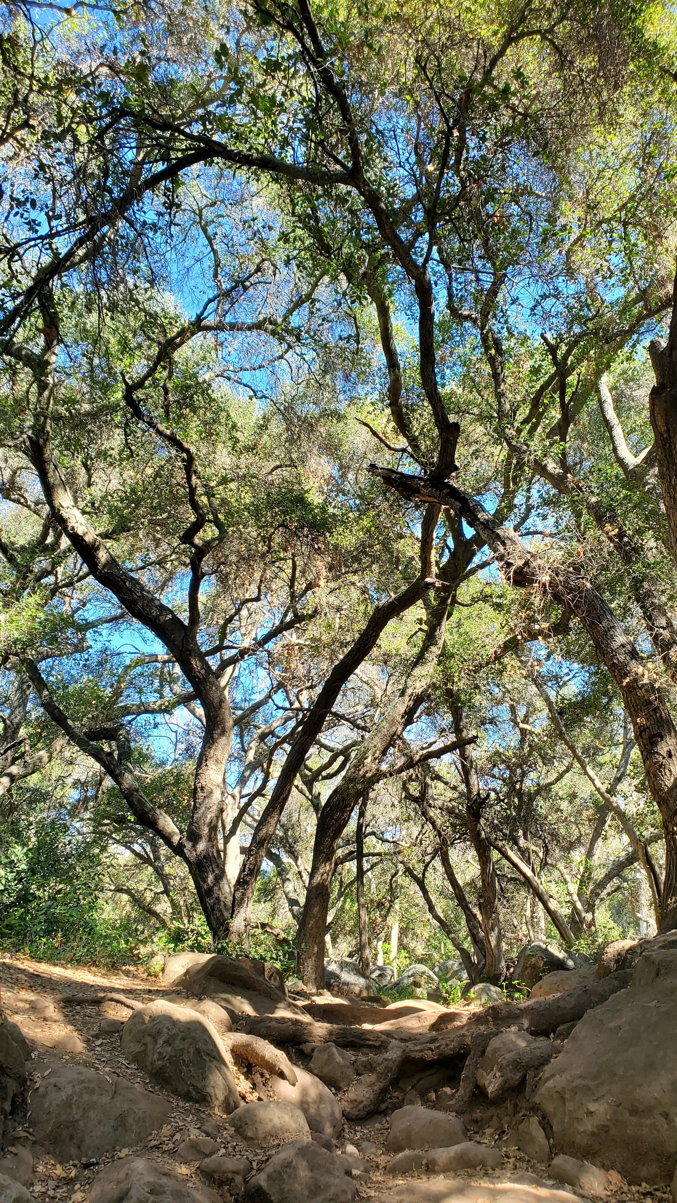 Outdoors. Trees, Breathwork, mindfulness