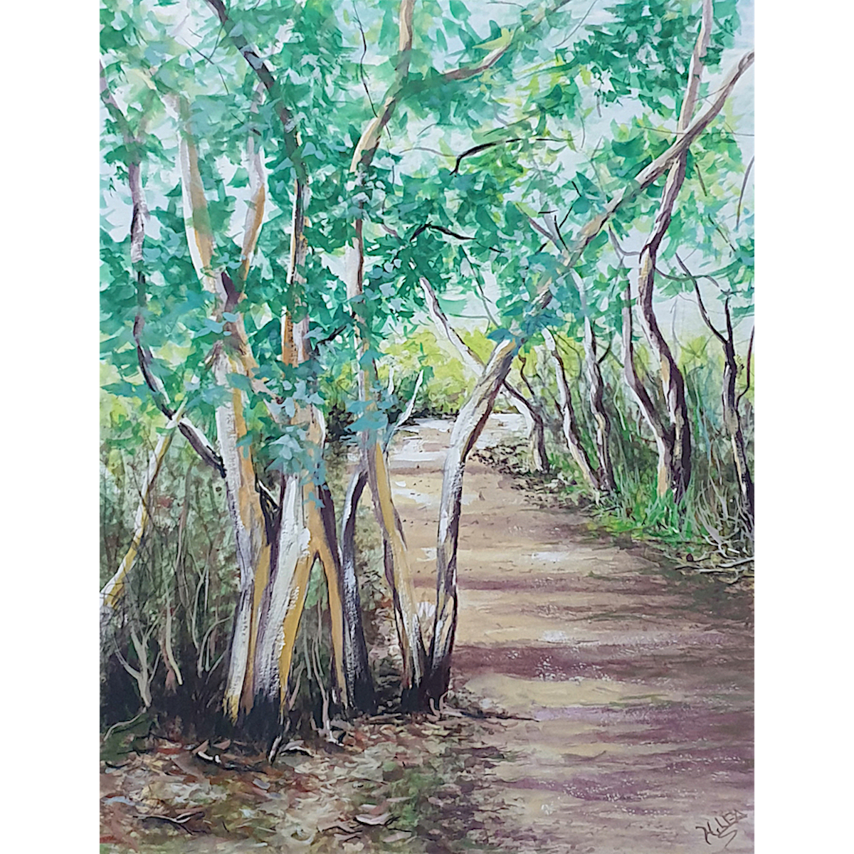 Tasmanian Bush Track