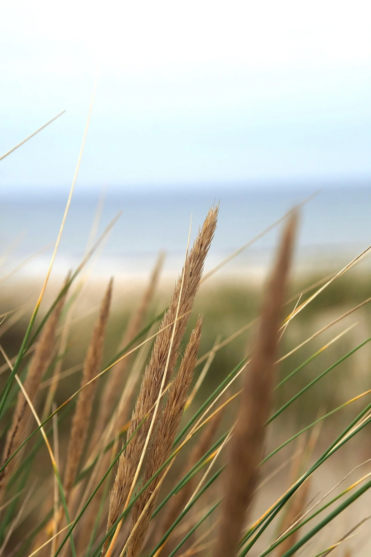 Close-up of tall grasses on a beach with the ocean in the background.