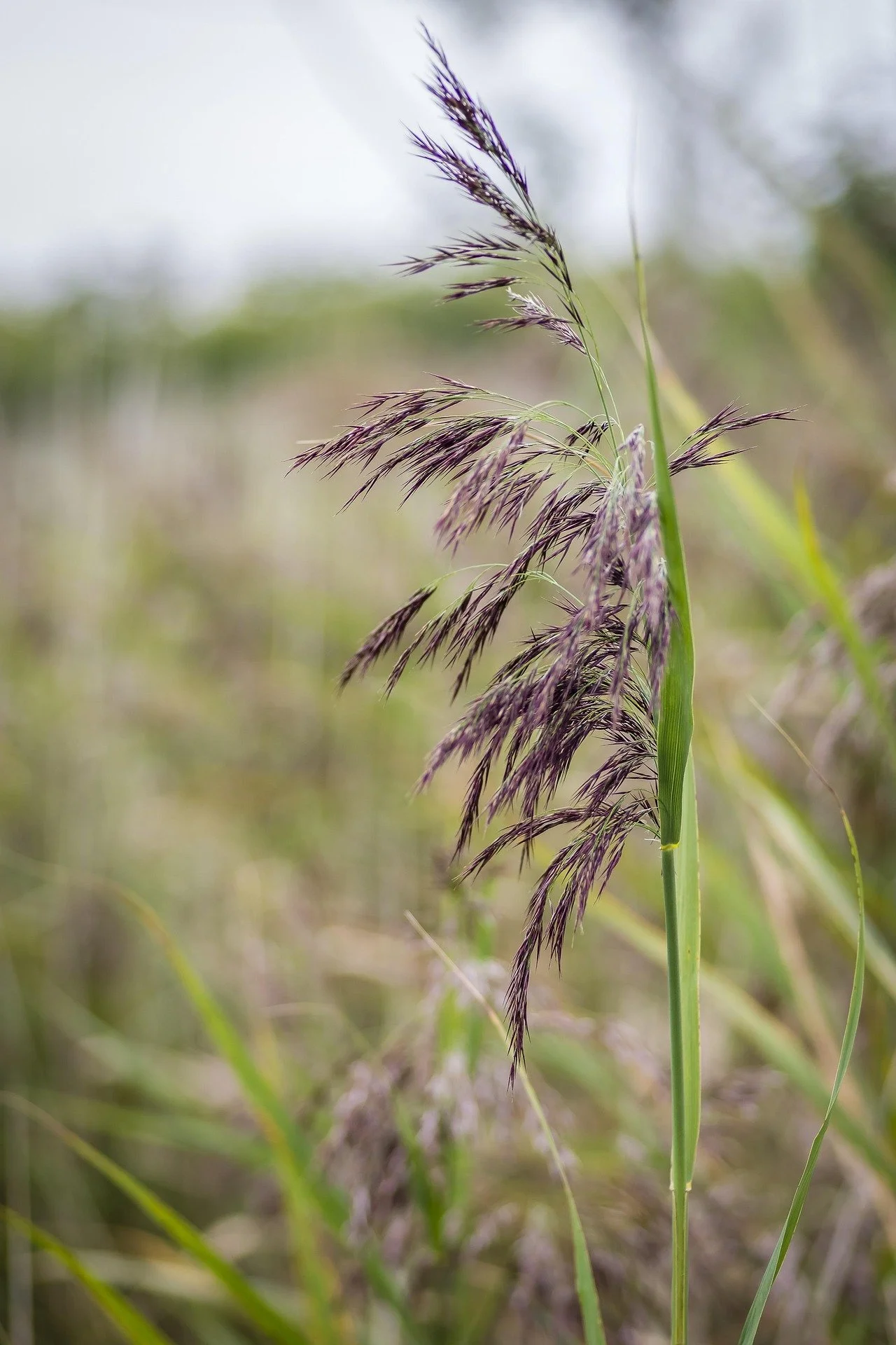 Close-up of purple wild grass with seed heads in a natural field.