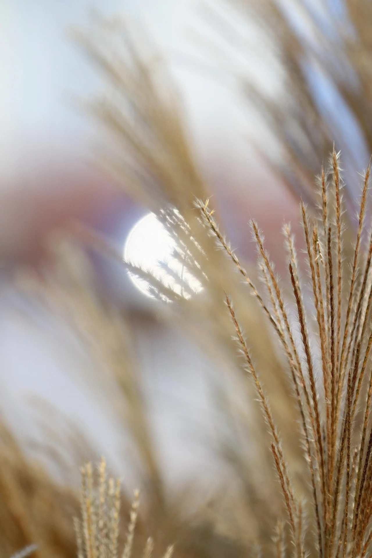 Close-up of dried grass stalks with the moon in the background, blurred and softly lit.