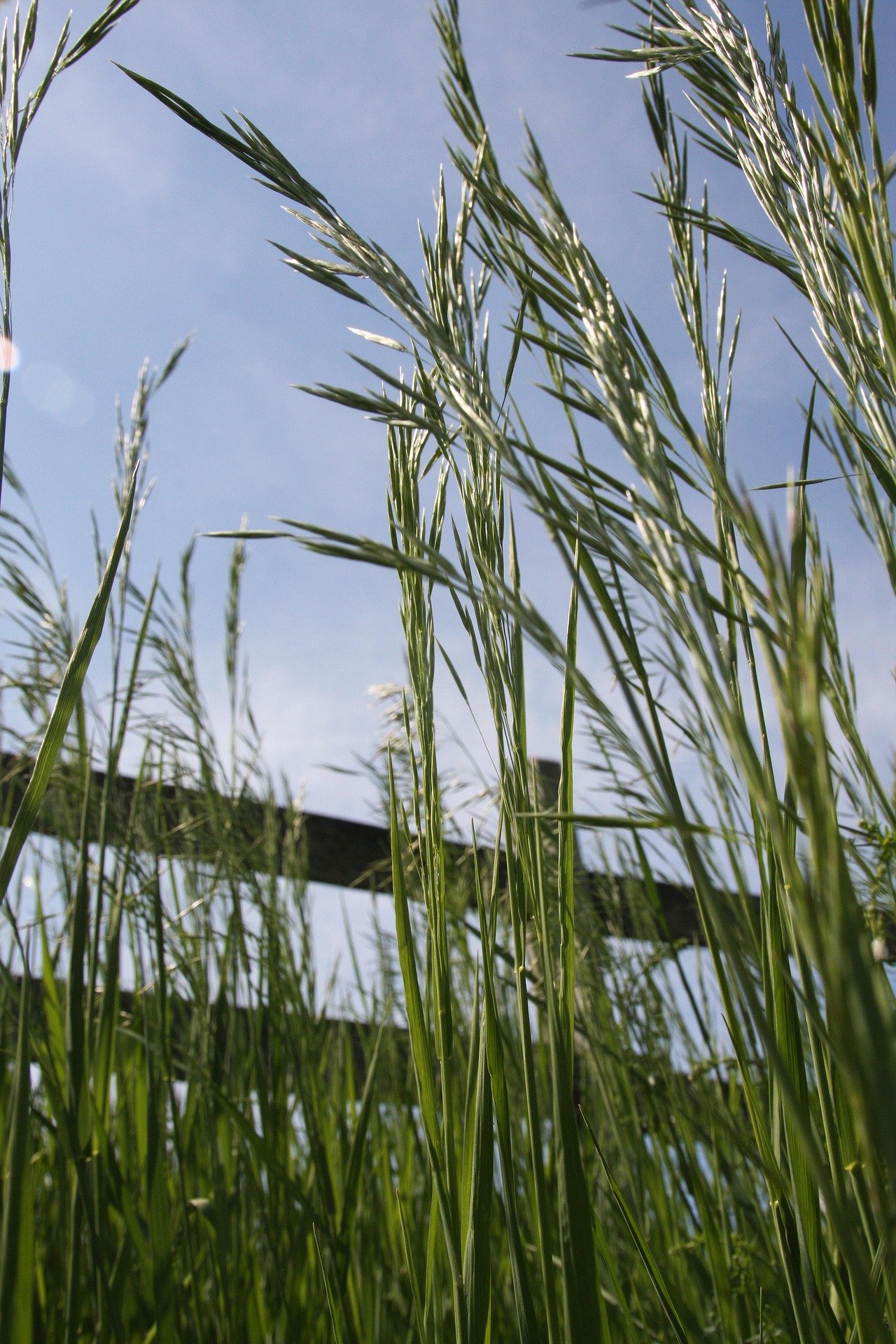 Close-up of tall green grass and plants with a clear blue sky in the background.