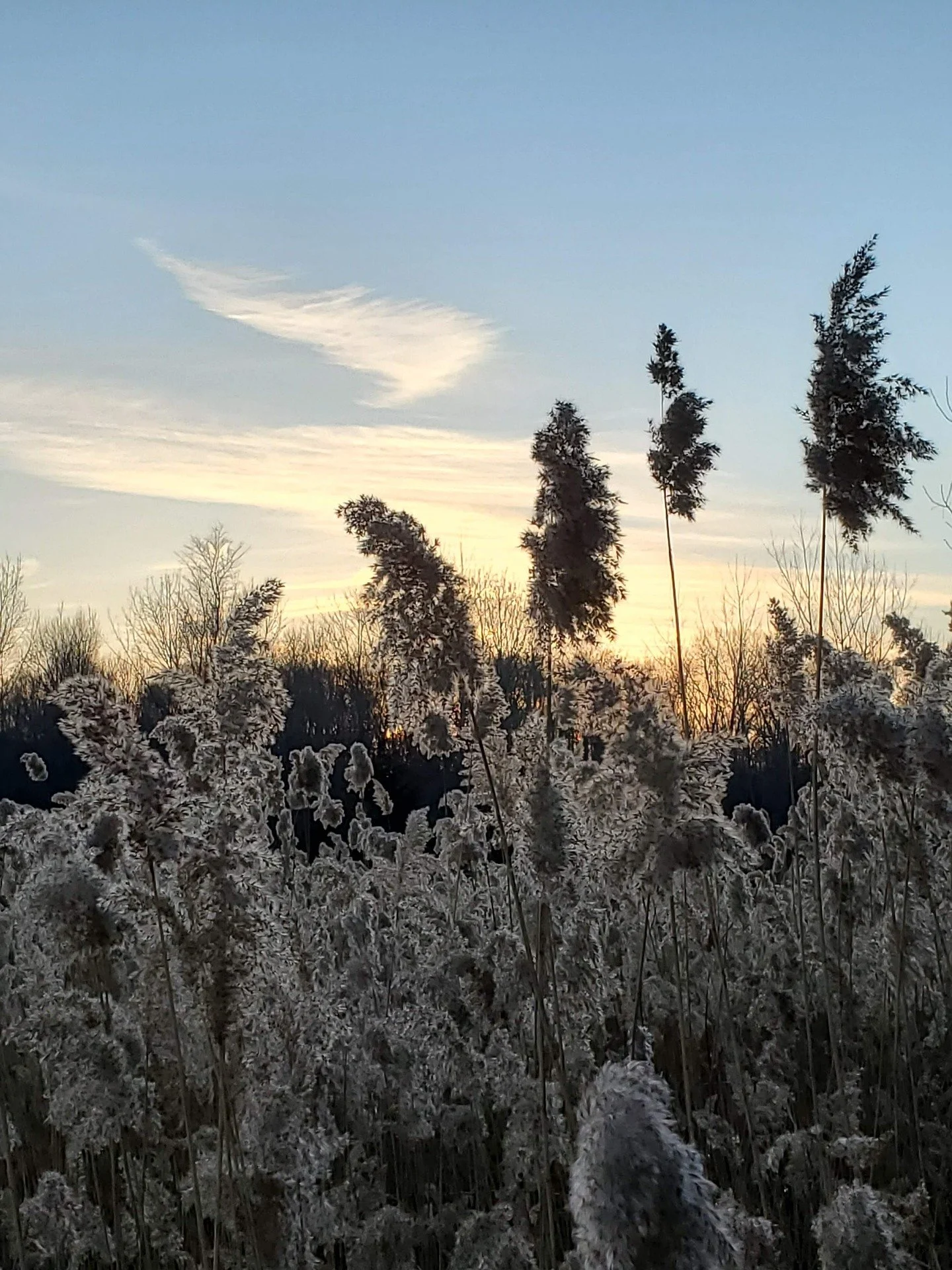 Sunset over a field of tall, dry grasses with snow or frost on them, and leafless trees in the background, with a partly cloudy sky.