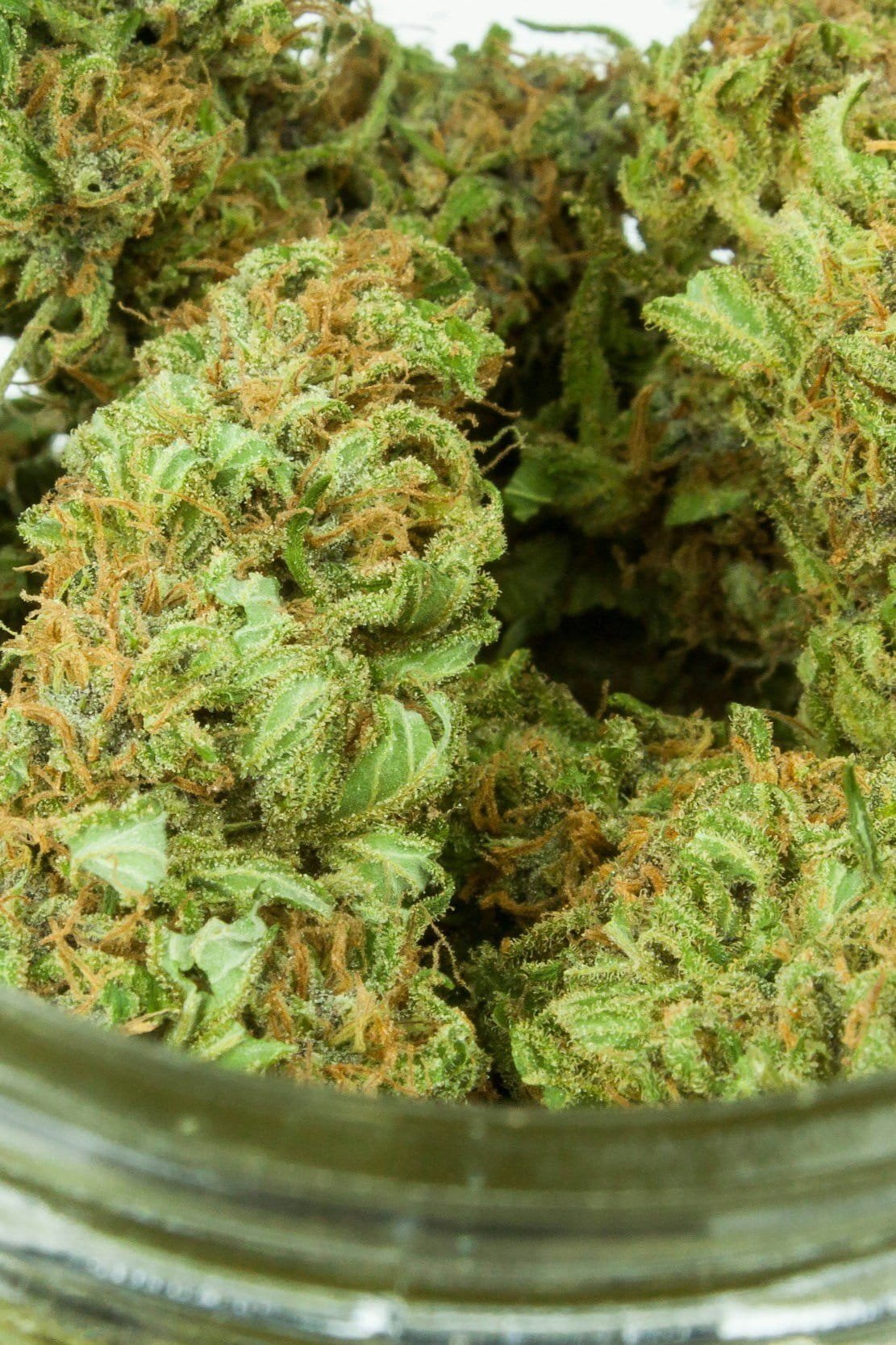 Close-up of cannabis buds inside a glass jar, showing green and orange plant material with trichomes.