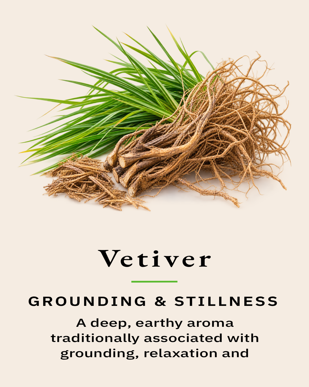 Fresh vetiver leaves and roots representing one of the essential oils used in the TimberLight Glow aromatherapy candle collection.