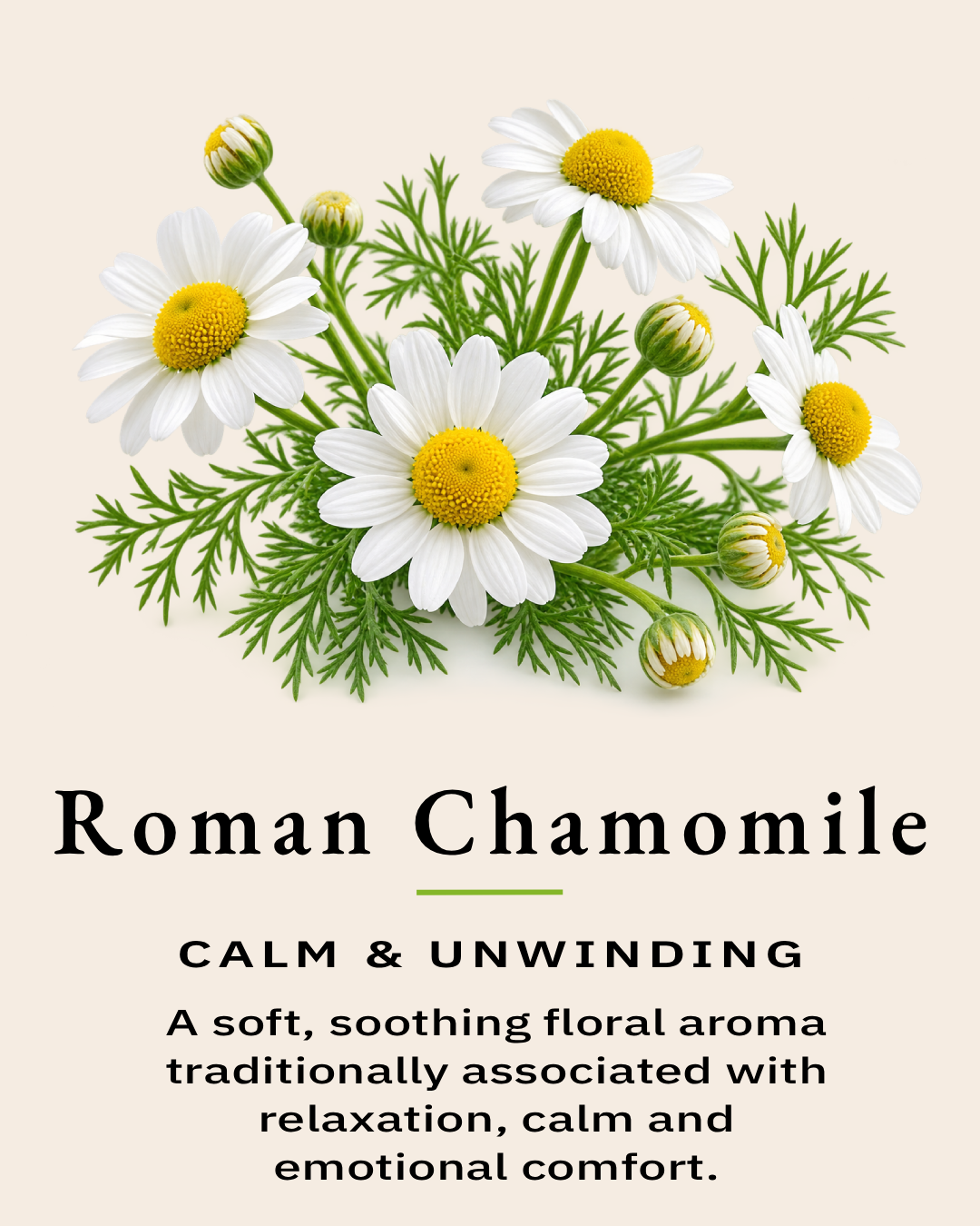 Fresh Roman chamomile representing one of the essential oils used in the TimberLight Glow aromatherapy candle collection.
