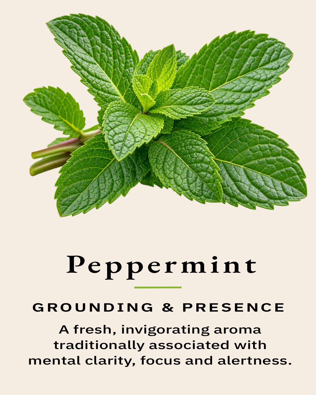 Fresh peppermint sprig representing one of the essential oils used in the TimberLight Glow aromatherapy candle collection.
