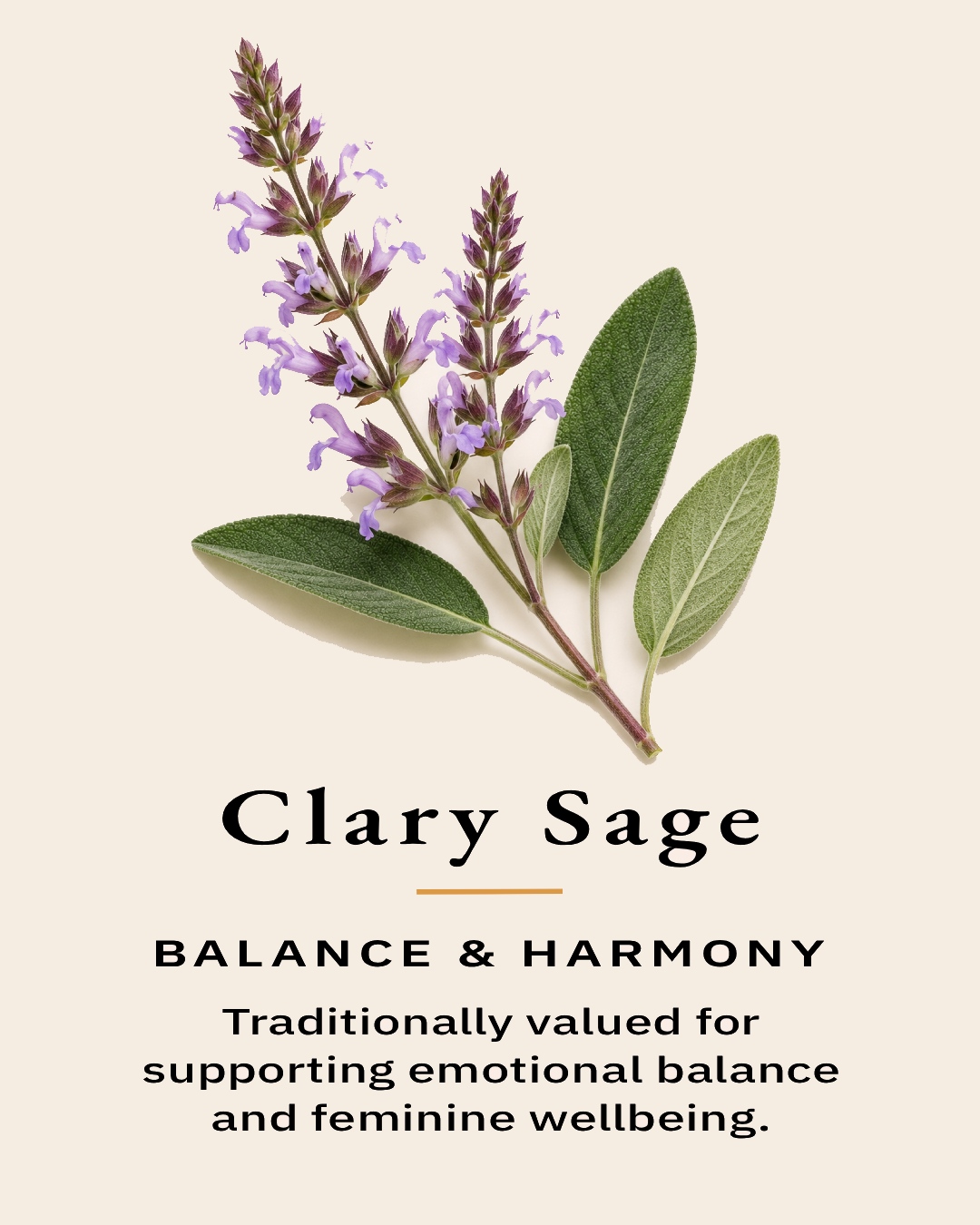 Clary sage sprigs representing one of the essential oils used in the TimberLight Glow aromatherapy candle collection.