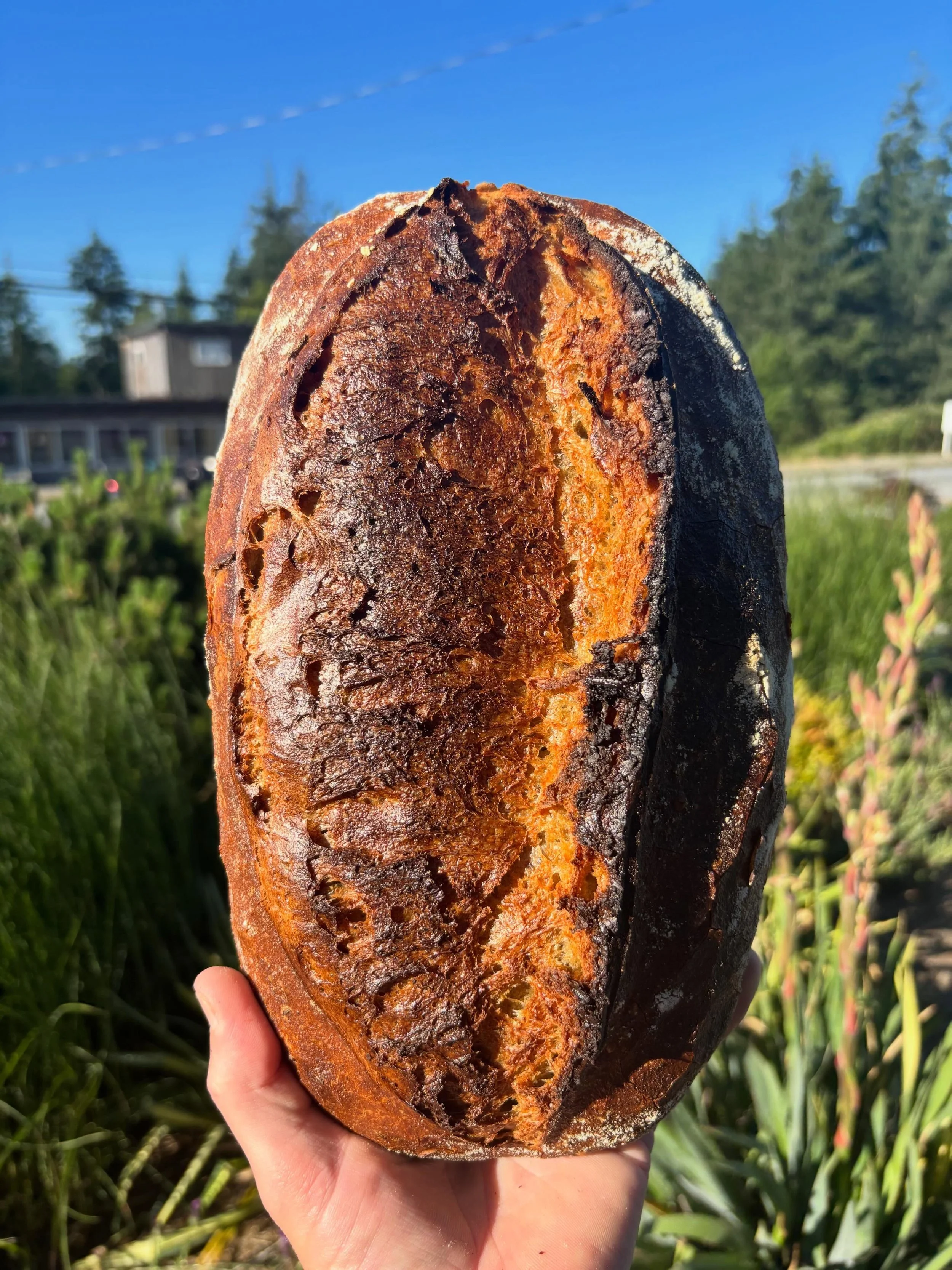Light rye, with a touch of caraway. made with @axtenfamily rye, and some caraway, and organic wheat flour.